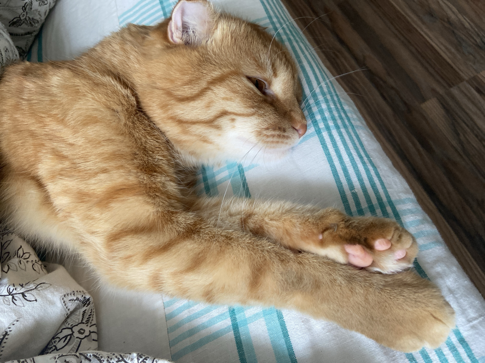 A ginger cat is resting on a bed. The cat is lying on its side, with its head resting on the bed. The cat's paws are extended in front of it. The bed is covered with a white and blue striped sheet and a white patterned blanket. The room appears to be a bedroom. The image was taken in Balashikha, Russia.