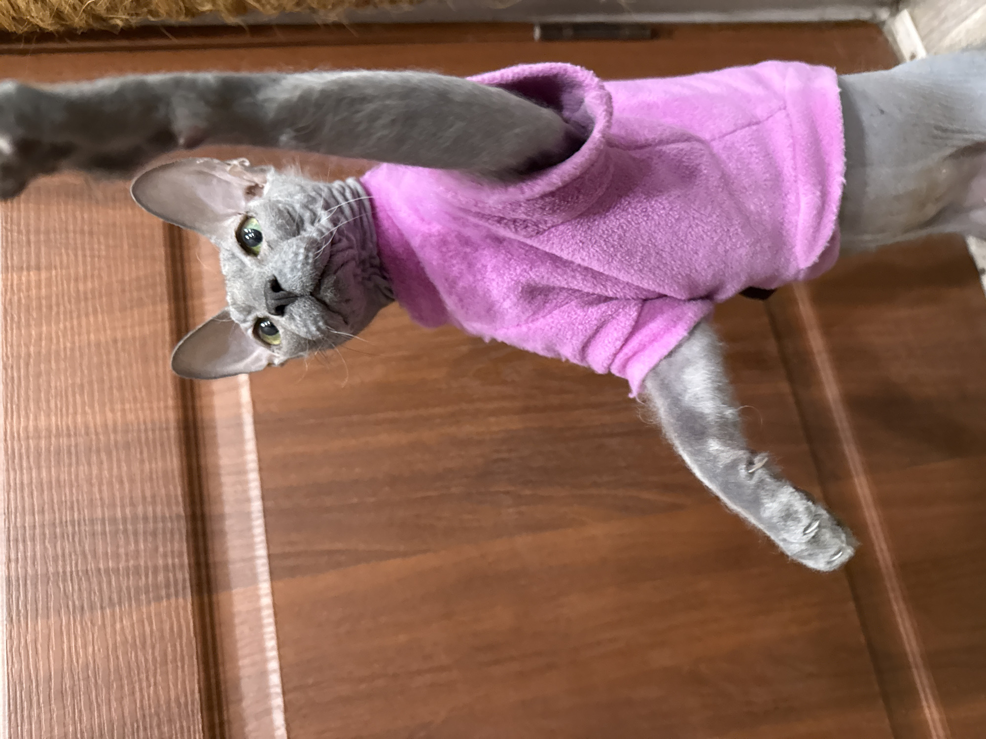 A gray cat with large ears and greenish-yellow eyes is lying on its back, wearing a pink sweater. The cat is positioned against a brown wooden surface that could be a door or a floor. A light-colored mat or scratching post is visible in the background. The image does not show any identifiable features to place the scene in Votkinsk, Russia.