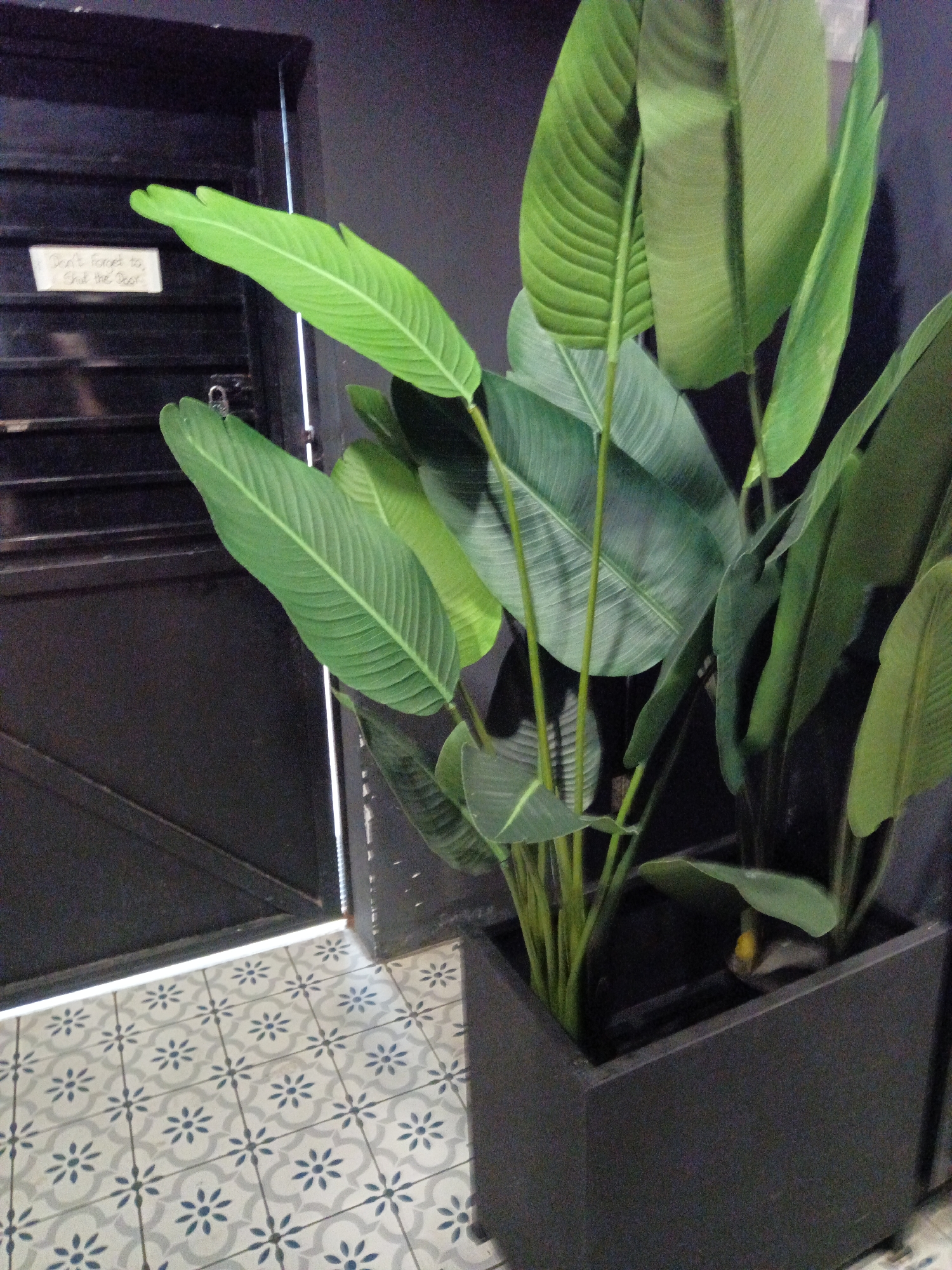 A large potted plant with broad, green leaves stands in a dark rectangular planter on a floor with a white and blue patterned tile. To the left of the plant, a dark door is partially open, revealing a glimpse of the interior. A small white sign with black lettering is attached to the door, reading "Don't forget to Shut the Door". The surrounding wall is dark gray. The scene appears to be indoors, possibly in a commercial establishment or a residential entryway in Kuala Lumpur, Malaysia.