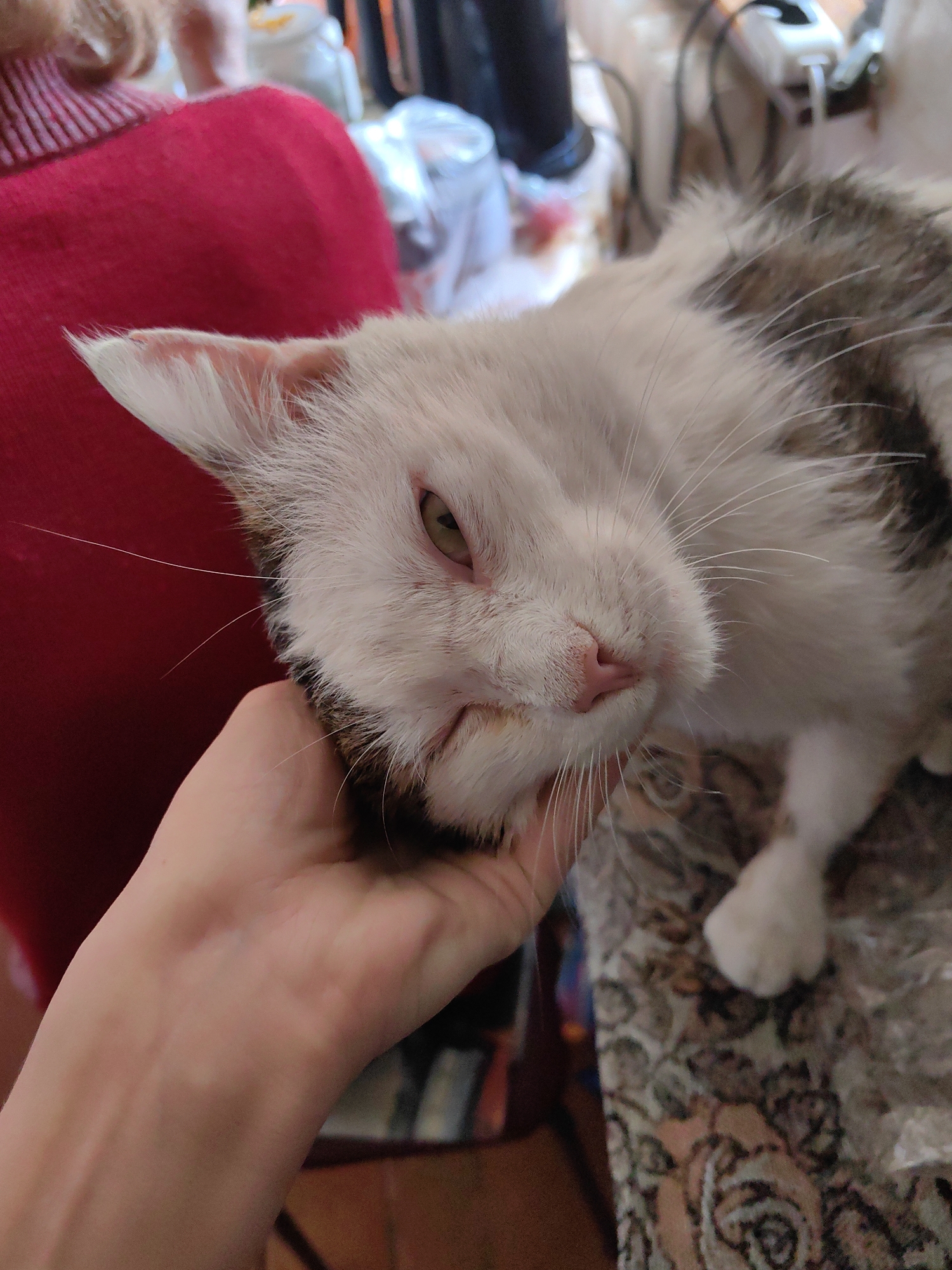 A person's hand is cradling the head of a white and gray cat with a pink nose. The cat is looking to the side with a slightly grumpy expression. The background is cluttered, showing a red sweater, various household items, and a patterned surface. The location is Unknown, Unknown.