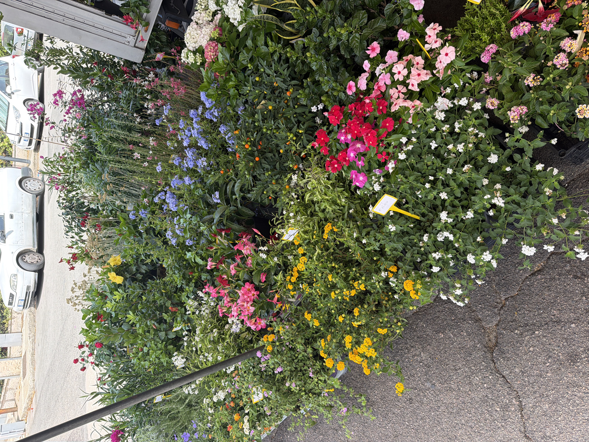 The image shows a flower stall in Olbia, Italy, on a sunny day. The stall is filled with a variety of colorful flowers, including pink, red, yellow, and blue blossoms, as well as greenery. Some of the flowers are in pots, while others are displayed in bundles. A dark gray asphalt surface with cracks runs along the bottom of the image, suggesting a street or sidewalk. In the background, a white van and a white car are parked on a paved area. The overall scene depicts a vibrant street market setting.