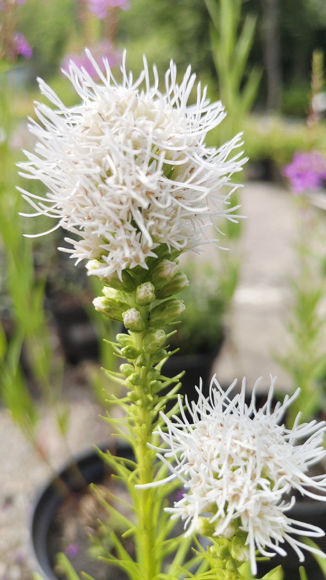 This is a close-up, vertical shot of two white Liatris flowers in soft focus. The flowers are composed of many thin, wispy petals radiating outwards. The upper flower is mostly in focus, revealing a dense cluster of petals. Below it, a green stem with tightly packed buds is visible. A second, partially out-of-focus white flower is situated in the lower right portion of the frame. The background is blurred, showing hints of green foliage, black planters, and a light-colored pathway. There are no people or animals present in the image. The location of this image in Krasnoyarsk, Russia is not discernible from the visual information provided.