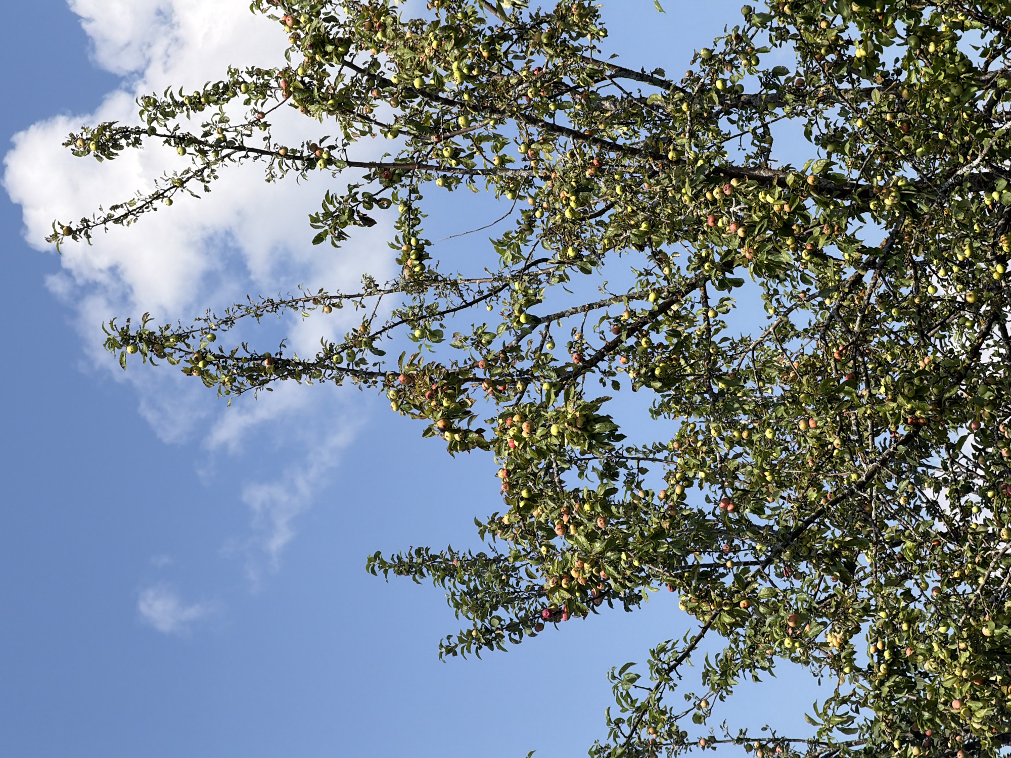 An apple tree with a heavy crop of green and red apples is shown against a bright blue sky with scattered white clouds. The branches are dense with leaves and fruit, some of which appear to be ripe. The lighting suggests it is daytime, likely late morning or early afternoon, with the sun illuminating the scene from the right. There are no people or buildings visible. The image was taken in Petukhi, Russia.