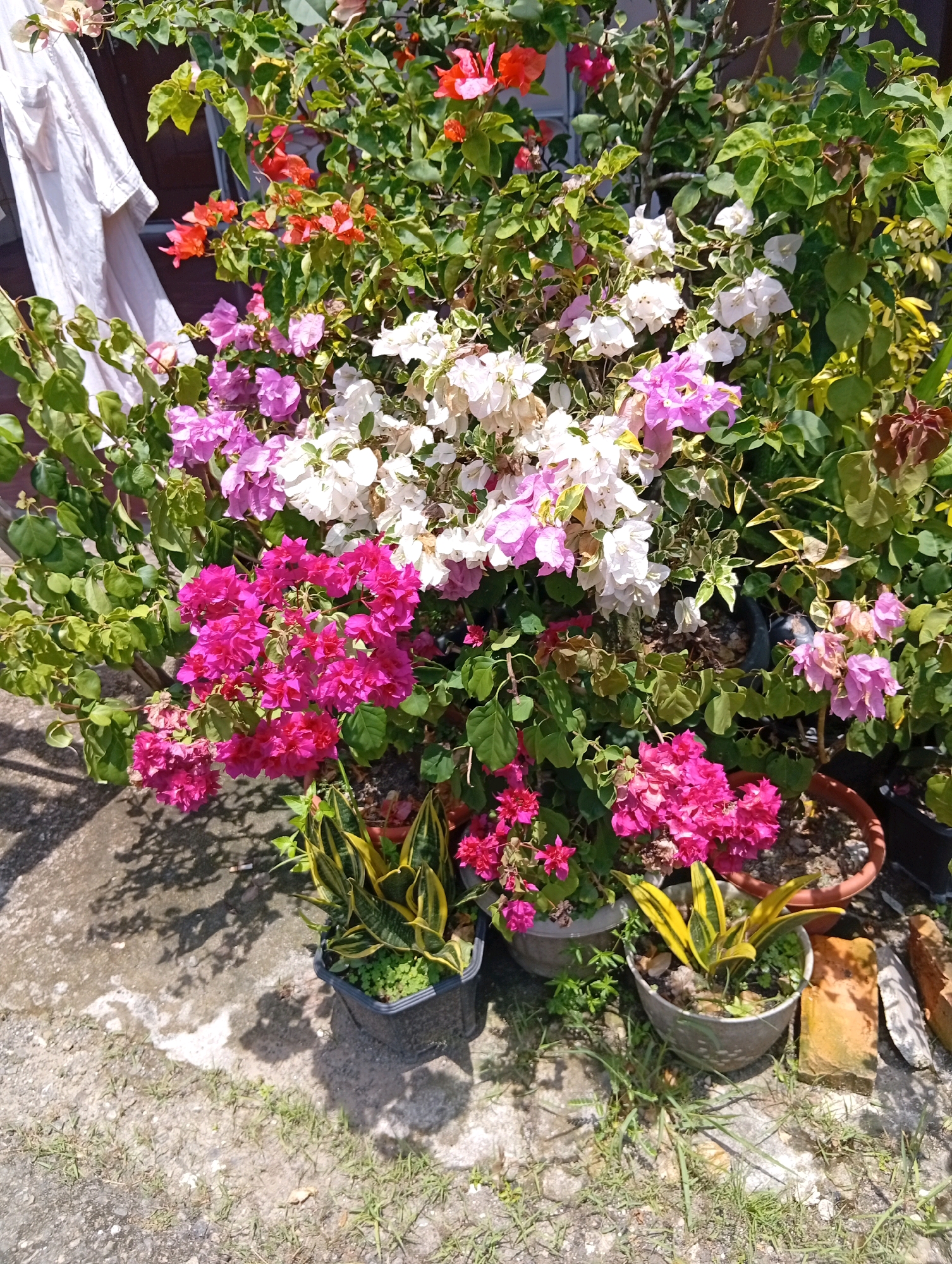 This is a close-up, eye-level shot of a collection of potted bougainvillea plants and a snake plant, situated outdoors. The bougainvillea plants display a vibrant mix of colors including hot pink, white, light purple, and some reddish-orange. The snake plant in the foreground has distinct green and yellow striped leaves. The plants are arranged in various pots, some dark-colored and others a reddish-brown terracotta. They are placed on a textured concrete surface with scattered patches of grass and debris, suggesting an outdoor setting. Shadows from the plants and possibly overhead structures create a dappled effect on the ground. In the upper left portion of the image, a white piece of fabric, possibly clothing, is draped over something out of frame. The background is filled with more lush green foliage of the plants. The lighting suggests it is daytime, possibly sunny given the distinct shadows. The presence of potted plants and the overall arrangement imply a cultivated outdoor space, potentially a garden or a balcony area. The scene is located in the City of Gunungsitoli, Indonesia.