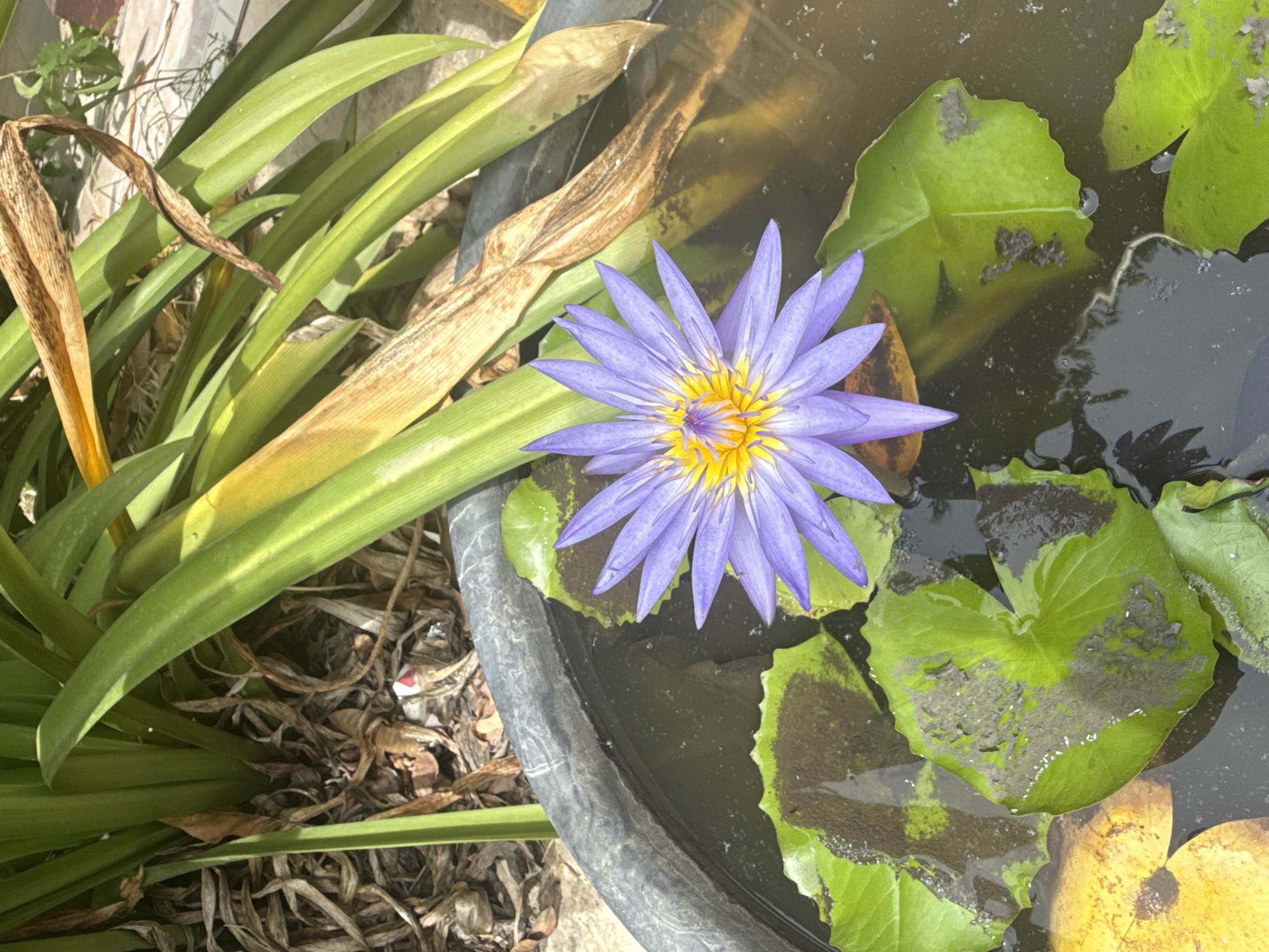 A close-up, high-angle shot captures a vibrant purple water lily in full bloom, its yellow center glowing against the dark water of a black planter. The lily rests on large, green lily pads, some of which have dark, mottled patches and appear slightly submerged. Surrounding the planter are lush, green leaves and dried, brown foliage, suggesting an outdoor environment. The scene is set in Baan Lamai, Thailand, a location known for its natural beauty and tropical flora.