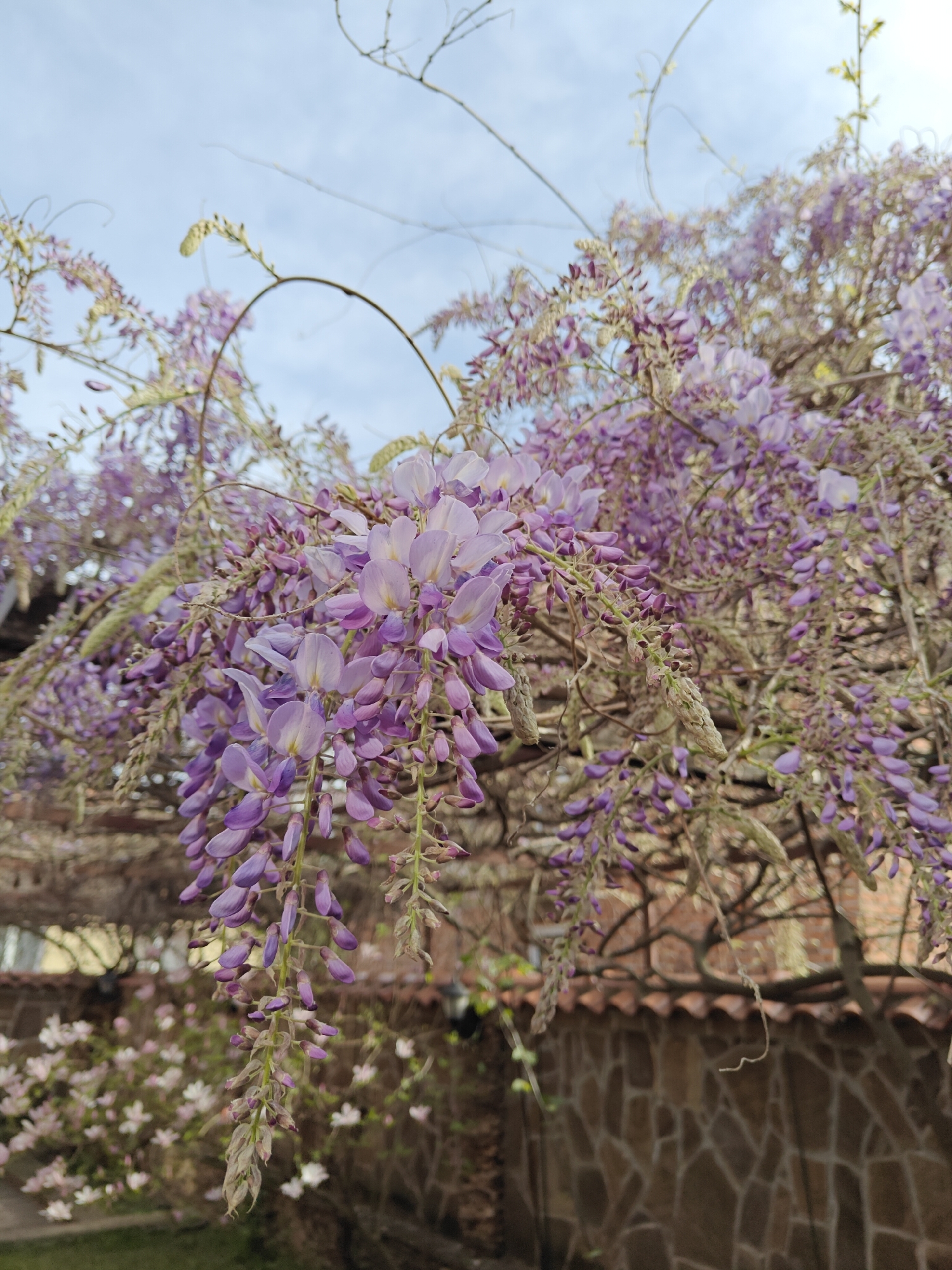 The image shows a close-up view of a wisteria plant with cascading purple flowers. The flowers are in various stages of bloom, some fully open and others still in bud. Behind the wisteria is a stone wall with a red-tiled top. In the background, there are glimpses of other flowering plants, potentially magnolias. The sky is visible in the upper portion of the frame, suggesting an outdoor setting. The city of Baldevo, Bulgaria is provided as the location.