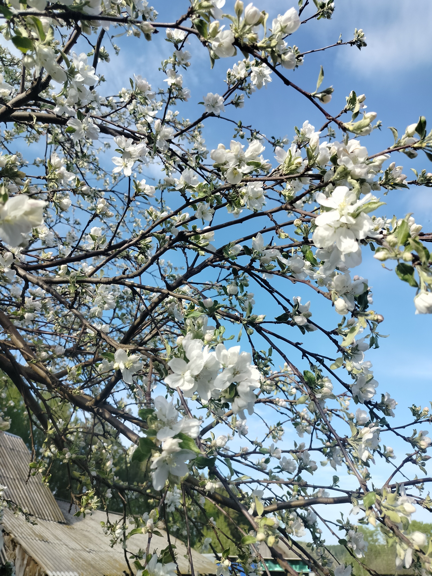 The image depicts a flowering tree against a blue sky. White blossoms are abundant on the branches. The lower left corner of the image shows a section of a grey roof with corrugated metal, likely part of a building. Given the location of Bormist, Russia, it is likely an apple or similar fruit tree in spring bloom.
