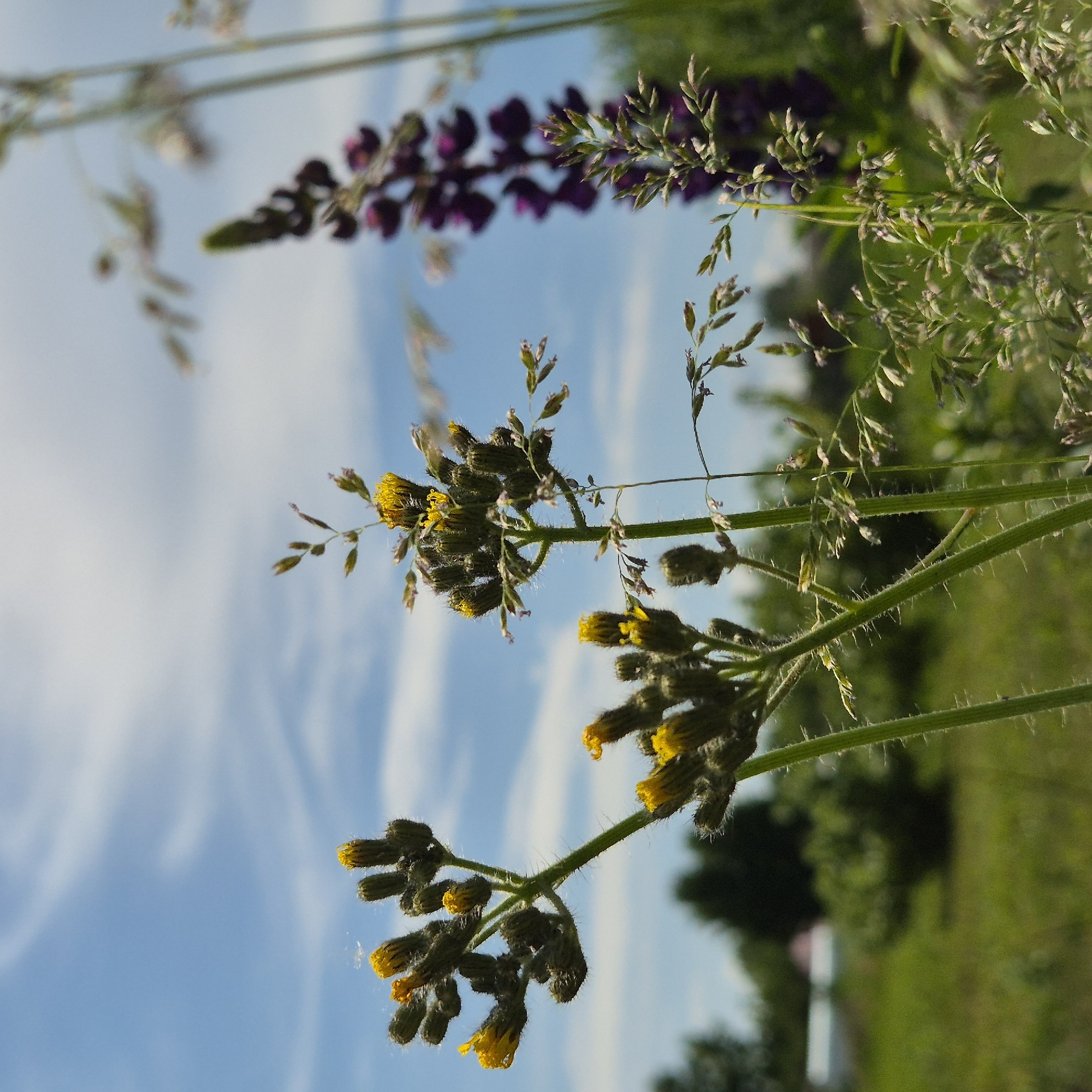 The image depicts a close-up view of wild yellow flowers and tall grasses against a backdrop of a bright blue sky with scattered white clouds. In the background, out of focus, are trees and a structure that appears to be part of a rural settlement, potentially in Novostroyka, Russia, given the context. The foreground is dominated by the detailed textures of the plants, with fine hairs visible on the stems of the yellow flowers. A tall stalk of purple lupine is visible in the middle ground to the right, also out of focus. The lighting suggests a sunny day. There are no people or animals visible in the scene.