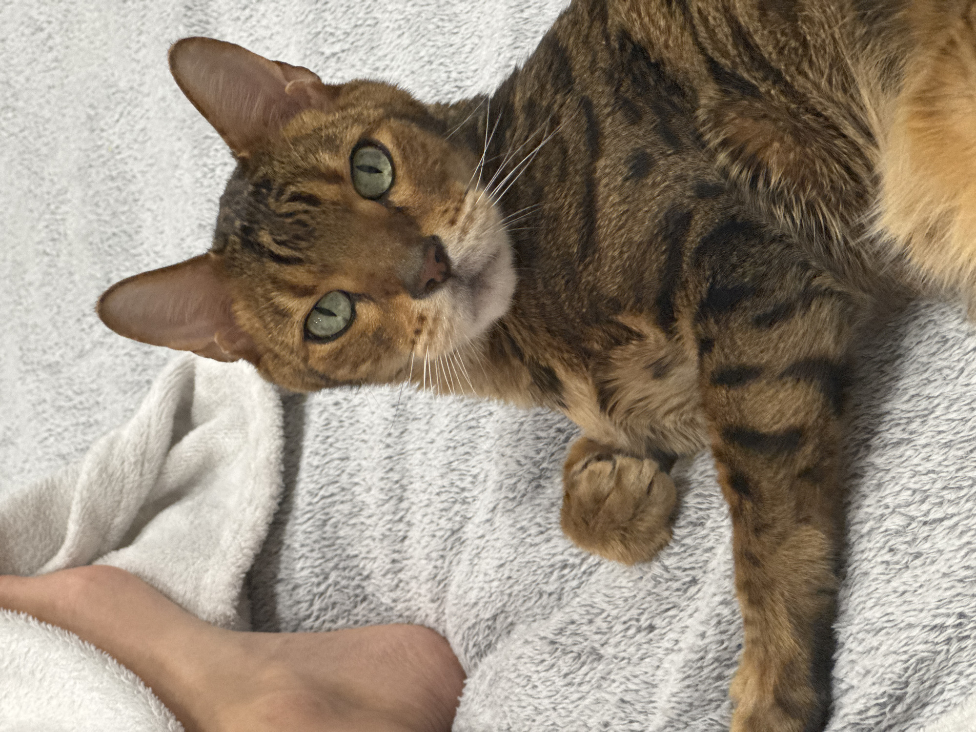 A tabby cat with green eyes lies on a textured gray blanket. A human foot is visible at the bottom left of the image.