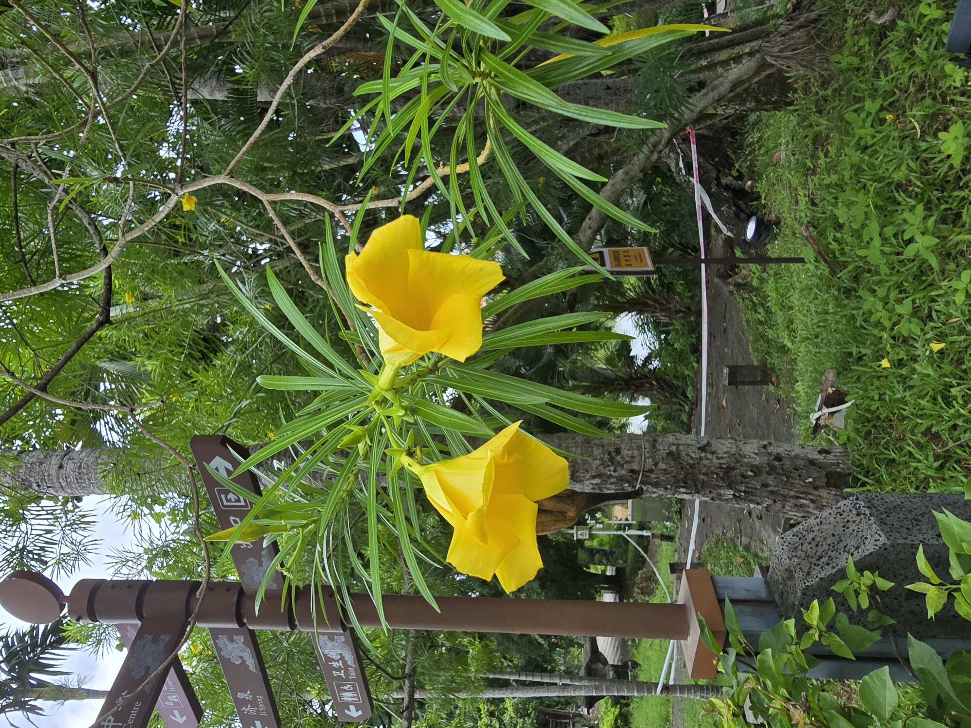 In the city of Qiongshan District, China, a clear shot captures a detailed close-up of yellow flowers against a backdrop of lush greenery and a directional signpost. The signpost, made of dark brown wood, displays multiple directional arrows with text in both Chinese and English, indicating "Centre," "Ji Spring," and "Toilet." The yellow flowers, with their trumpet-like petals, are in full bloom, cascading down from branches adorned with long, slender green leaves. The background reveals more trees, some with palm-like fronds, and a hint of water, suggesting a park or natural setting. The lighting suggests it is daytime, with diffused light filtering through the foliage. There are no people visible in the frame.