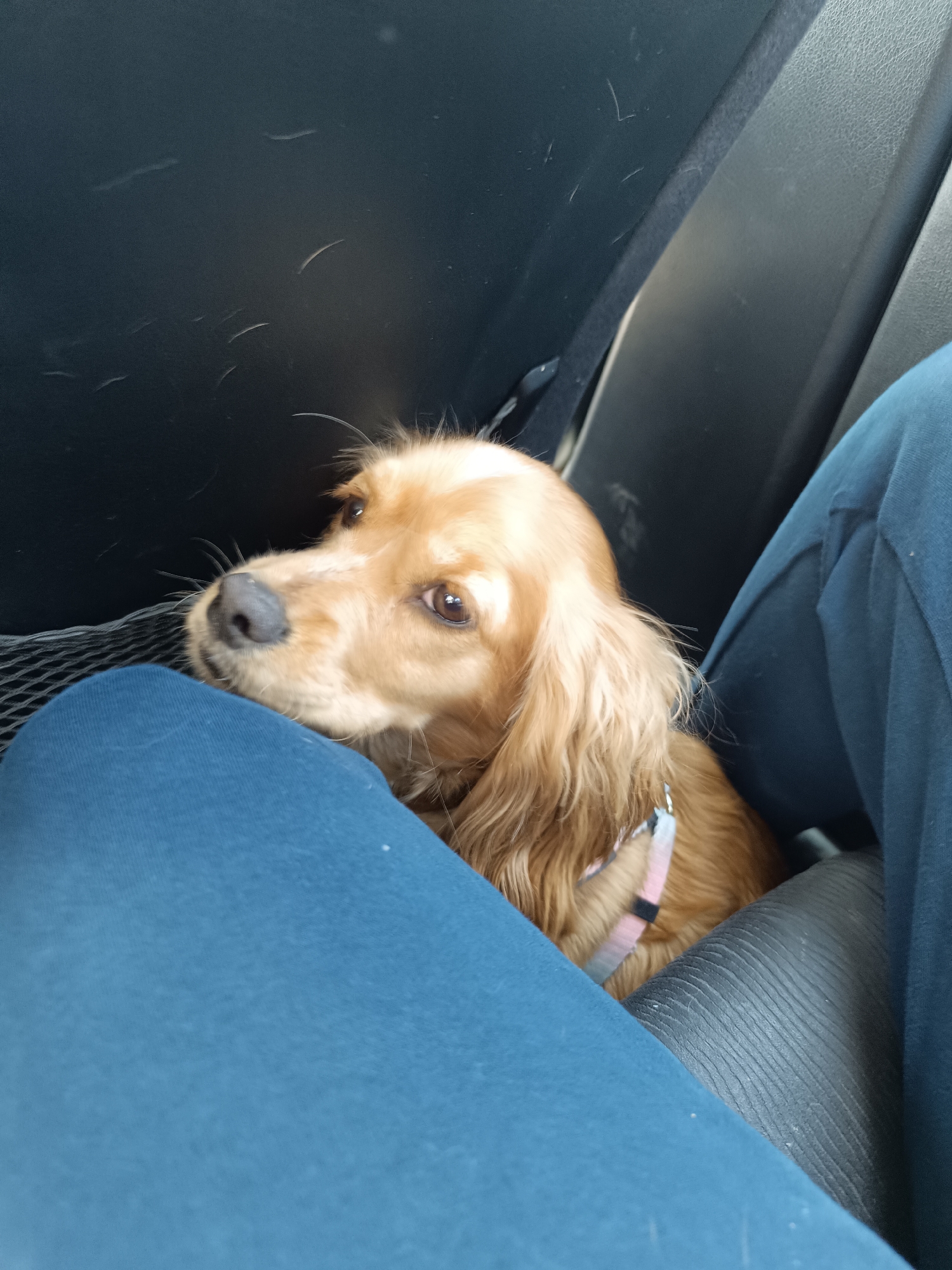 A tan-colored Cocker Spaniel dog sits in a car, nestled between a person's legs clad in blue fabric pants. The dog has a pink and black harness on. The car's interior includes a black seat and a black headrest or back panel. The location is Unknown, Unknown.