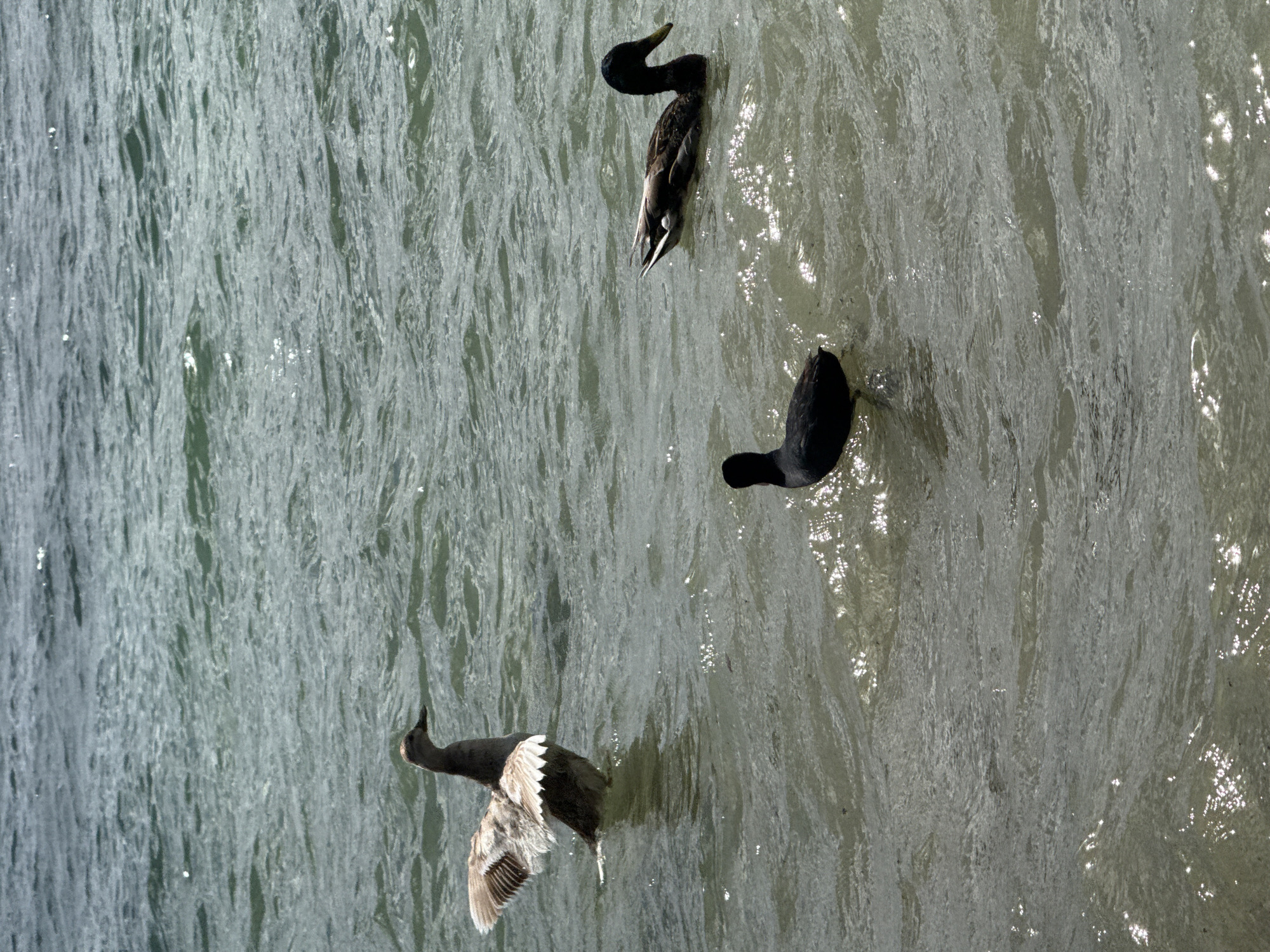 Three birds are in the water at Starnberger See, Germany. The bird on the left is a lighter colored duck with its wings spread wide. It is facing left. To the right of this bird is a black bird, possibly a coot, facing away from the viewer. Further to the right and slightly behind the black bird is a darker colored duck with its head turned to the right. The water is choppy and reflects the sunlight.