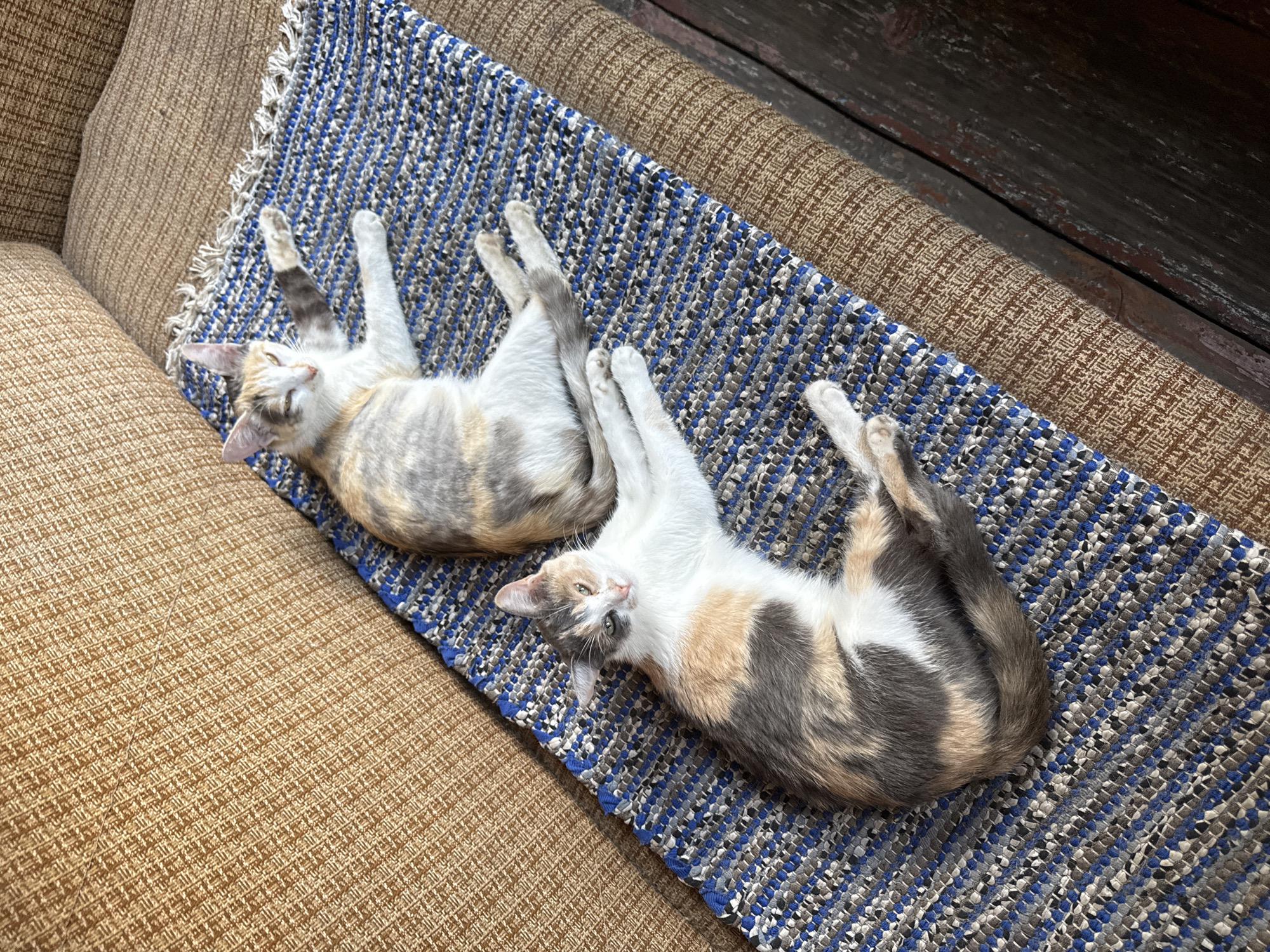 Two calico kittens are resting on a woven blue, grey, and white rug. The rug is placed on a textured brown sofa. One kitten is lying on its side with its head turned towards the camera, its paws extended. The other kitten is lying on its back, with its legs in the air and its head turned slightly away from the camera. The environment is indoors, suggesting a domestic setting. The location is specified as Асаново, Russia.
