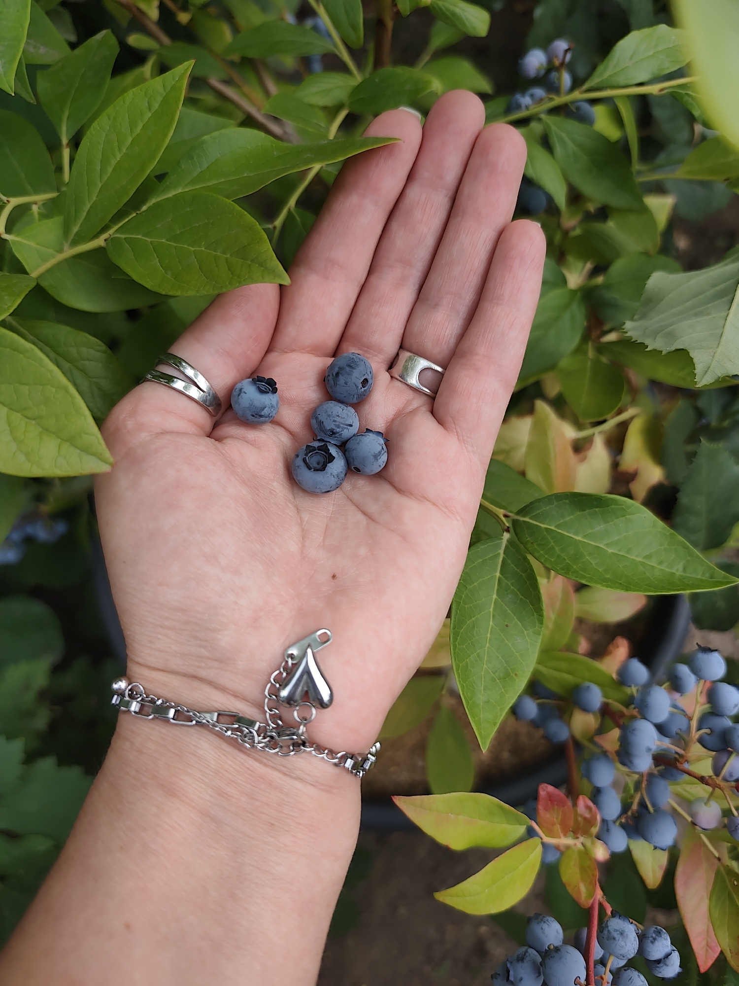 A close-up, vertical shot captures a person's outstretched left hand holding several blueberries against a backdrop of green leaves and blueberry bushes. The hand, which is fair-skinned, displays a silver, twisted ring on the index finger and a silver bracelet with a heart-shaped charm on the wrist. Six ripe blueberries are visible in the palm of the hand. The surrounding foliage is lush and green, with some branches bearing clusters of ripe blueberries in various stages of ripeness. The lighting suggests an outdoor setting, likely during the daytime. The image appears to have been taken in a garden or farm environment, potentially in Durlești, Moldova, given the context.