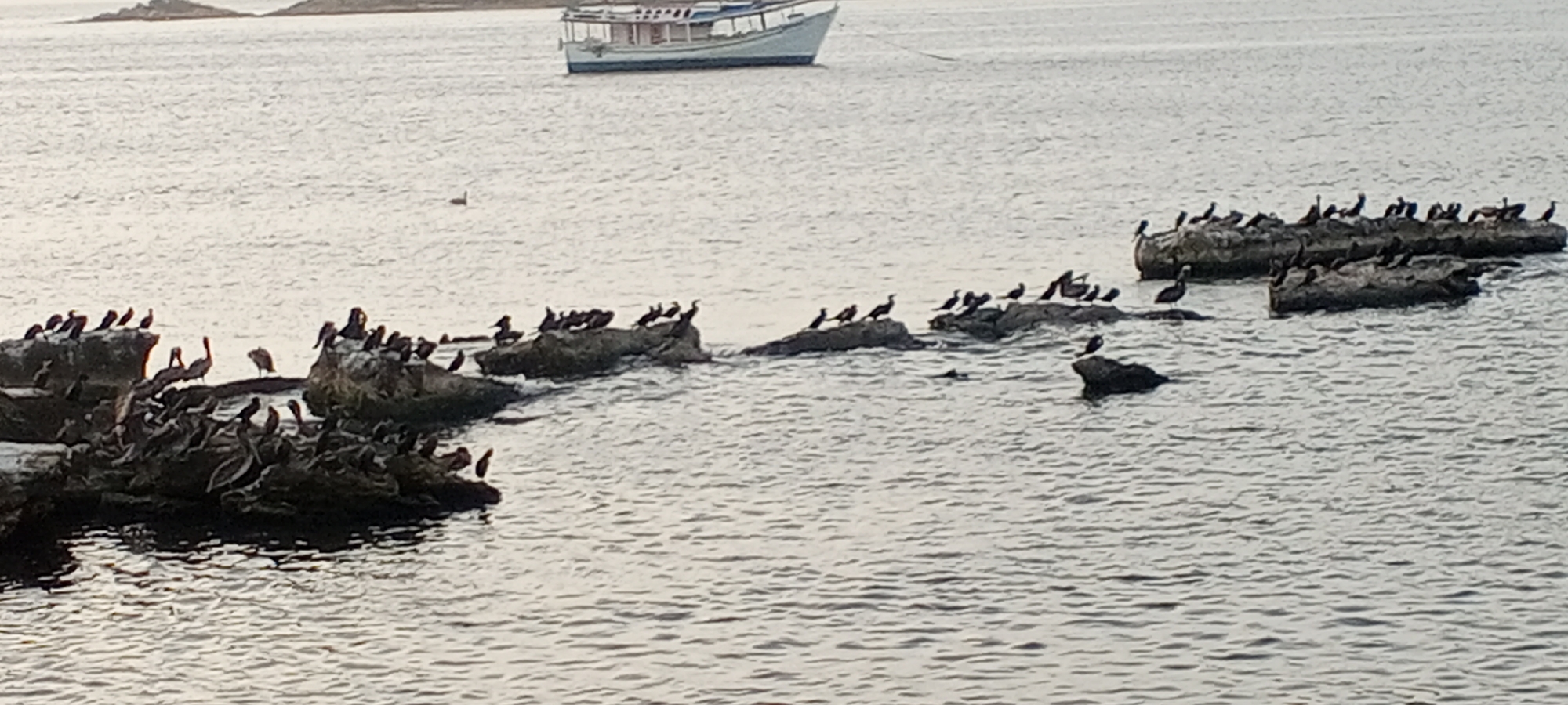 A wide shot captures a calm body of water with a small white and blue boat in the upper center background. In the mid-ground and foreground, a collection of rocks are dotted across the water, many of which are occupied by numerous dark-colored birds, likely pelicans and cormorants, perched in groups. In the distance, the hazy silhouette of a small island is visible on the horizon. This scene is located in Juan Griego, Venezuela.