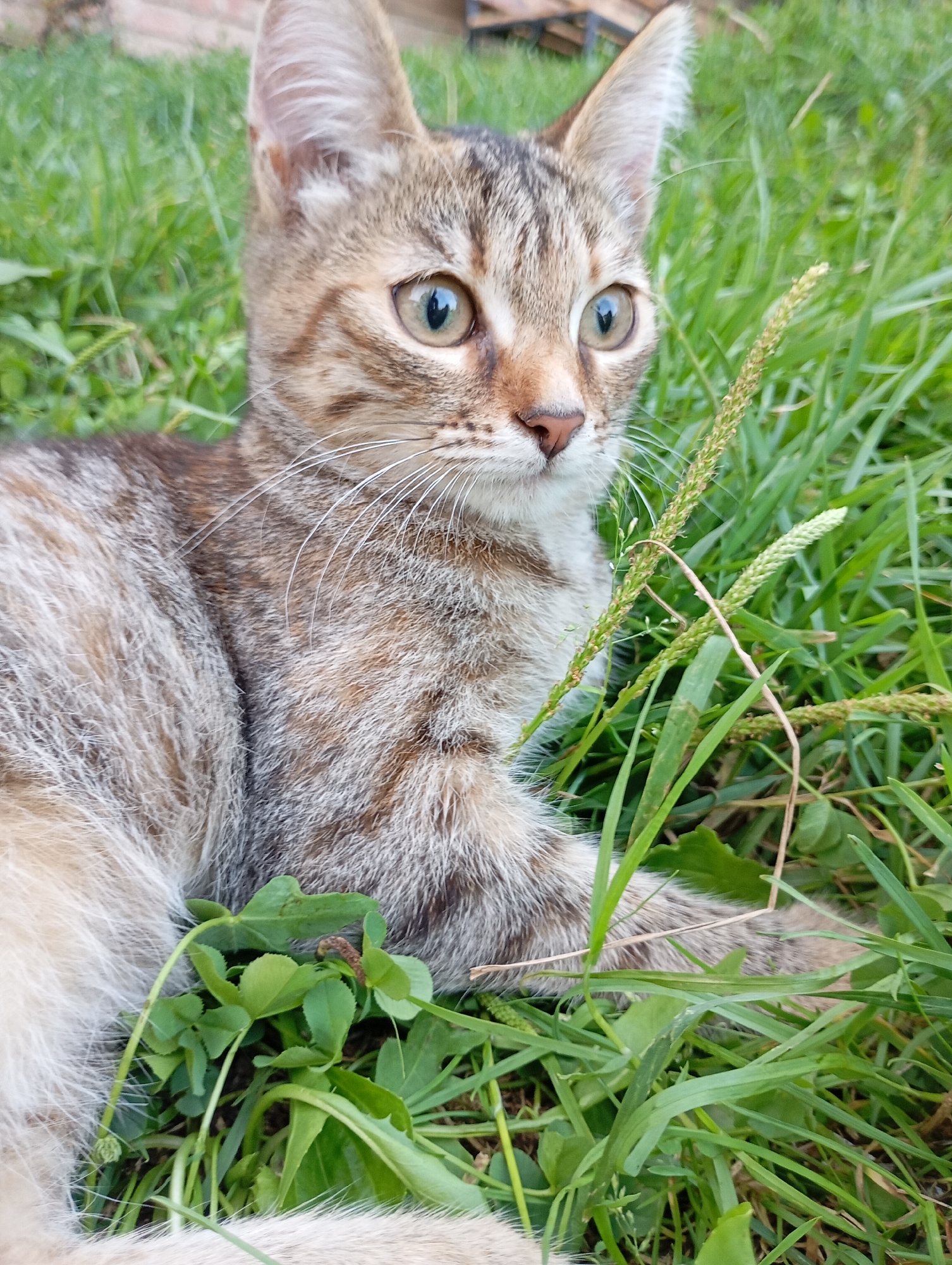 A young, short-haired tabby cat is lying in lush green grass and clover. The cat is facing to the right with its head tilted slightly upwards and its ears perked. Its eyes are wide open and appear to be light green or hazel. The cat's fur is a mix of brown, black, and grey stripes. In the background, slightly out of focus, is a brick structure and more green foliage. The scene is outdoors, suggesting a natural or garden setting, likely in the city of Fokino, Russia, given the provided context.