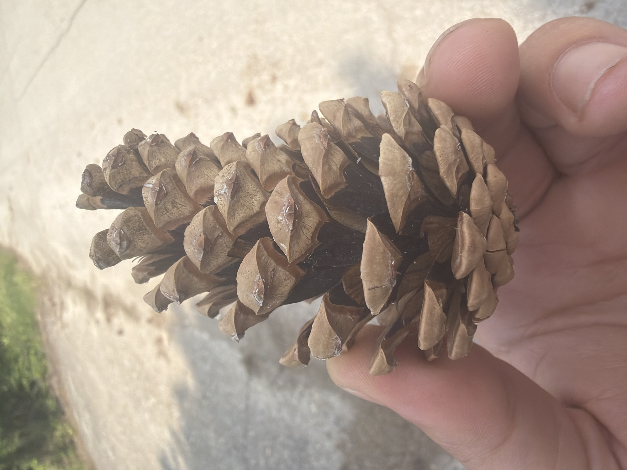 A close-up, slightly rotated photograph depicts a human hand holding a dried pine cone. The hand, visible with fingers and thumb, secures the cone, with skin texture and creases clearly discernible. The pine cone is brown, elongated, and appears fully open, showcasing its many individual scales. Small patches of white residue, possibly dried sap, are visible on some of the cone's scales. The background is largely out of focus, featuring a bright, light-colored surface, likely concrete or pavement, which diagonally traverses the frame. In the lower-left corner, blurred green vegetation suggests an outdoor setting. The natural, bright lighting indicates the photograph was taken during the daytime. No specific activity beyond holding the object is apparent, nor are any emotions conveyed. There is no visible text in the image. The scene is located in Veliki Preslav, Bulgaria.