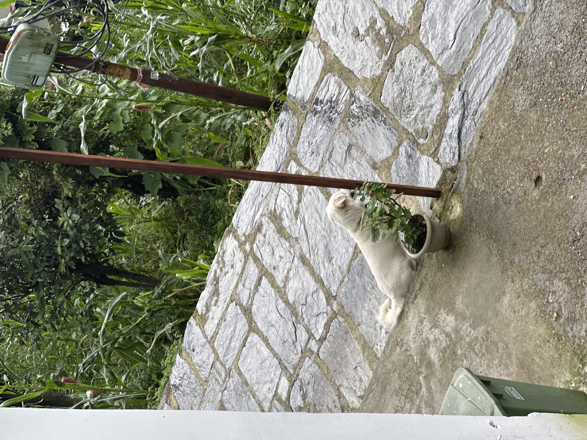 A white dog is lying on a stone-tiled path next to a potted plant. The dog is facing away from the camera, with its head lowered. Behind the dog and the path, there is lush green vegetation, including corn stalks and trees. A thin, reddish-brown pole is positioned to the right of the dog, and to the far right, a utility pole with a green box and black wires is visible. A white wall is on the left edge of the image, with a green trash bin at the bottom left. The scene appears to be outdoors, possibly in a garden or a pathway in a rural or semi-urban setting.