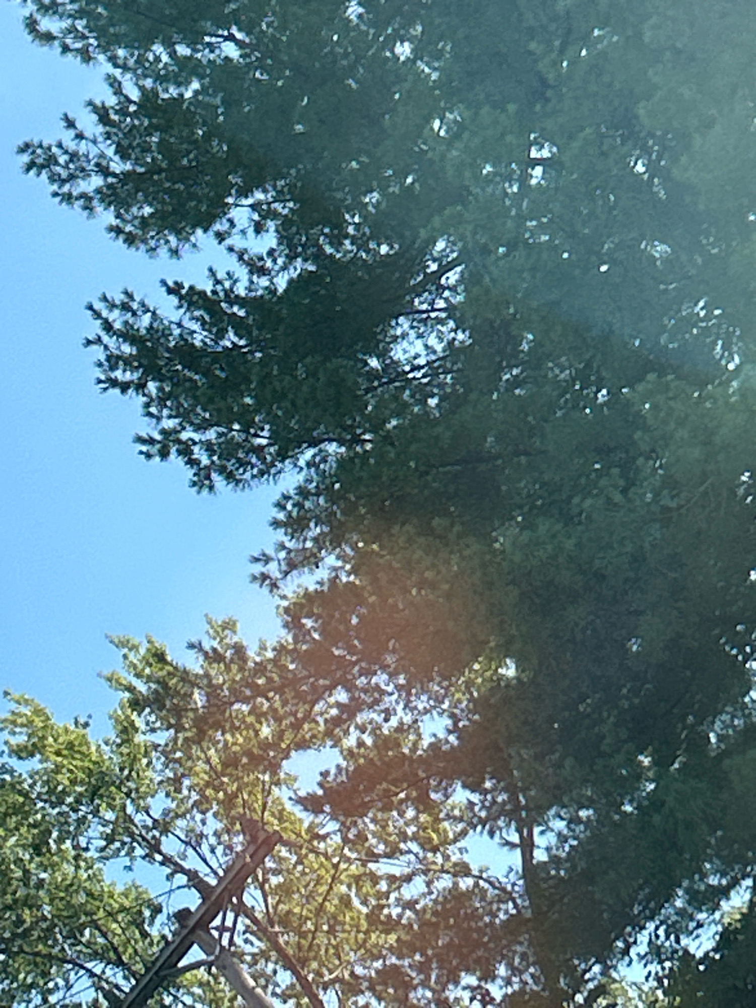 The image captures a low-angle view of tall evergreen trees against a bright blue sky. The branches of the trees, dense with dark green needles, fill a significant portion of the frame. In the lower part of the image, a portion of a wooden structure, possibly part of a utility pole or a cross, is visible amongst the foliage of another tree with lighter green leaves. The scene appears to be outdoors, likely in a park or a residential area with mature trees. There are no people or animals visible in the image, nor are there any indications of specific activities taking place. The lighting suggests it is daytime, with sunlight filtering through the tree canopy in places, creating highlights and shadows. The image does not provide any specific details that would allow for pinpointing a location within Pittsburgh, United States of America.