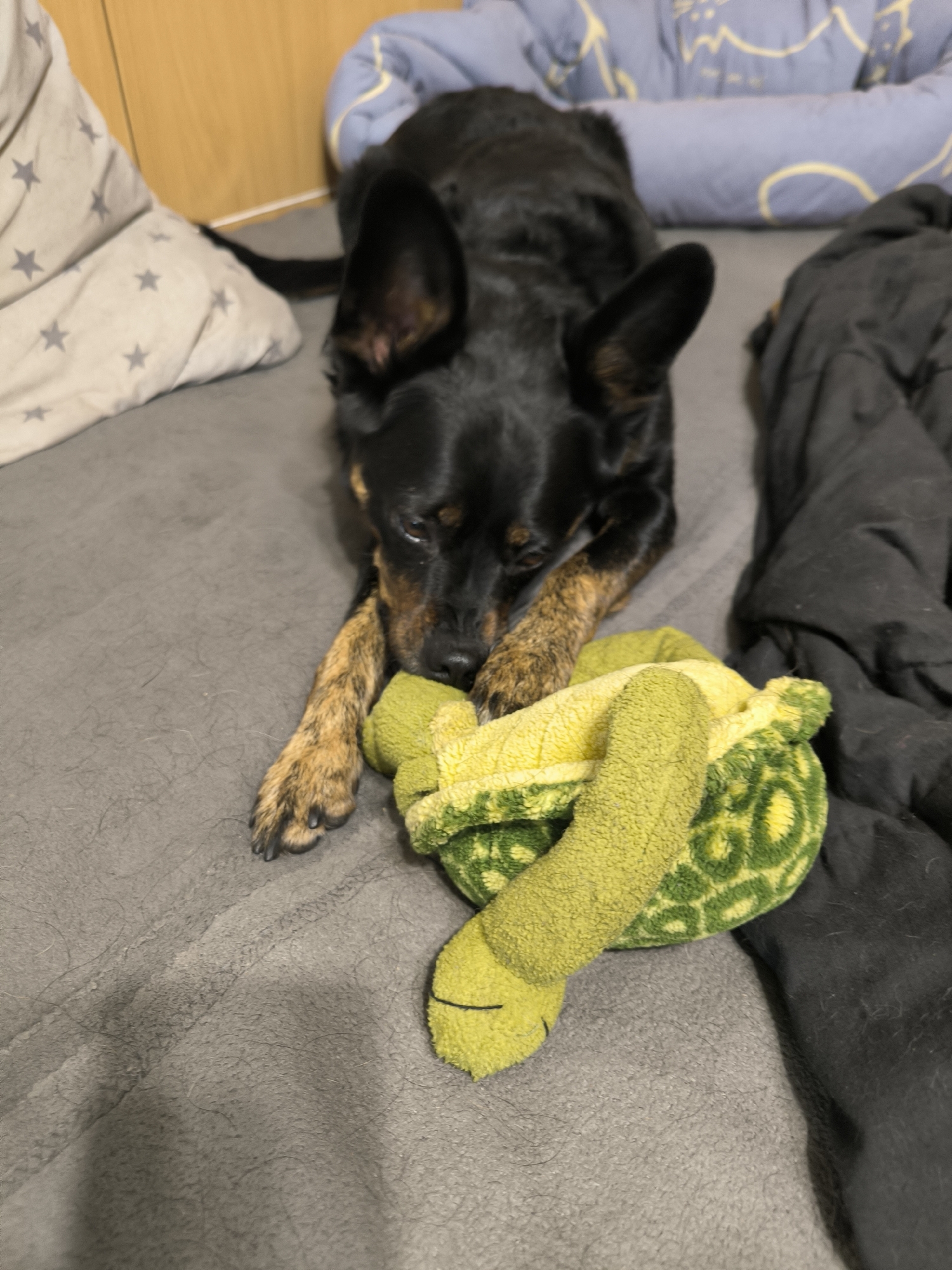 In a dimly lit room, a medium-sized black and tan dog lies on a grey blanket, playing with a green and yellow plush turtle toy. The dog's head is lowered, with its nose touching the toy, and its front paws are resting on it. The dog's ears are perked up. Behind the dog, a light blue and white patterned pillow is visible, and to the right, a dark blanket is draped. The background appears to be a wooden wall. There is no discernible location in Mykolaiv, Ukraine, or any indication of the city.
