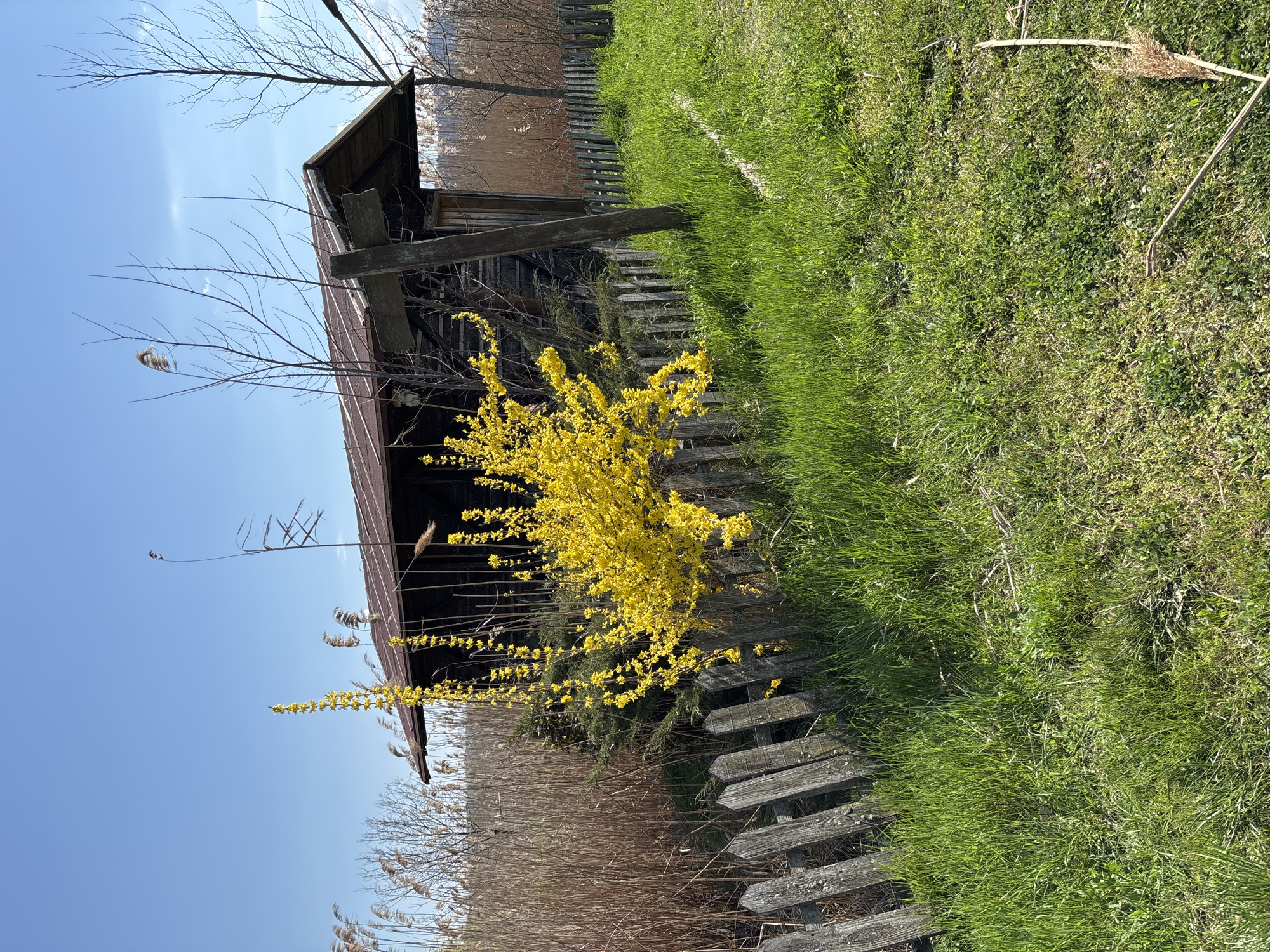 The image depicts a rural scene with an old wooden building, a weathered wooden fence, and a vibrant yellow forsythia bush. The building appears to be an outbuilding or shed, showing signs of age and disrepair. The fence runs alongside the building and the bright green grass. Tall, dry reeds are visible in the background. The sky is clear and blue.
Given the available information, it is impossible to confirm the exact location within the city of Burgas, Bulgaria, without additional context or evidence.