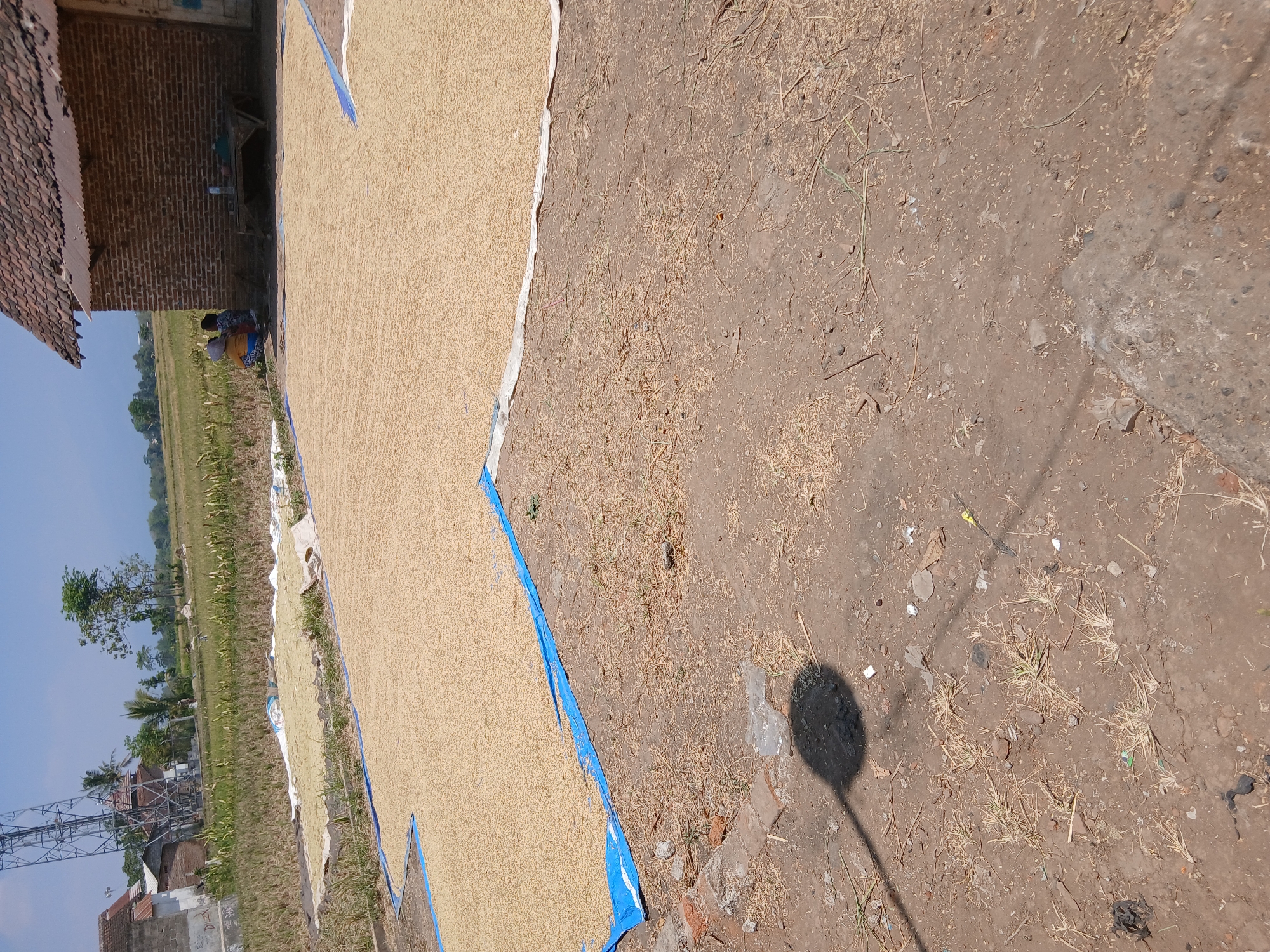 In Kademangan Kulon, Indonesia, a sunny day is captured with a focus on agriculture and daily life. In the foreground, the dry, dusty ground is scattered with straw and debris. A shadow of what appears to be a lamppost stretches across the dirt.
In the midground, large blue tarps are spread out, covered with a thick layer of what appears to be unhulled rice or grain, basking in the sun. Further back, another similar tarp is visible. Adjacent to the tarped grain, a simple, rustic brick building with a tiled roof stands, a testament to traditional Indonesian architecture. Beneath an overhang of the building, two individuals, possibly women dressed in colorful clothing, are seated, observing the drying grain.
The background reveals a lush, green agricultural landscape, likely rice paddies, stretching towards the horizon. A tall telecommunications tower dominates the left side of the background, a modern contrast to the traditional setting. The sky above is a clear, bright blue, indicating fair weather. The overall scene depicts a moment of agricultural activity, likely a part of the rice harvesting and drying process, set against the backdrop of a rural Indonesian village.