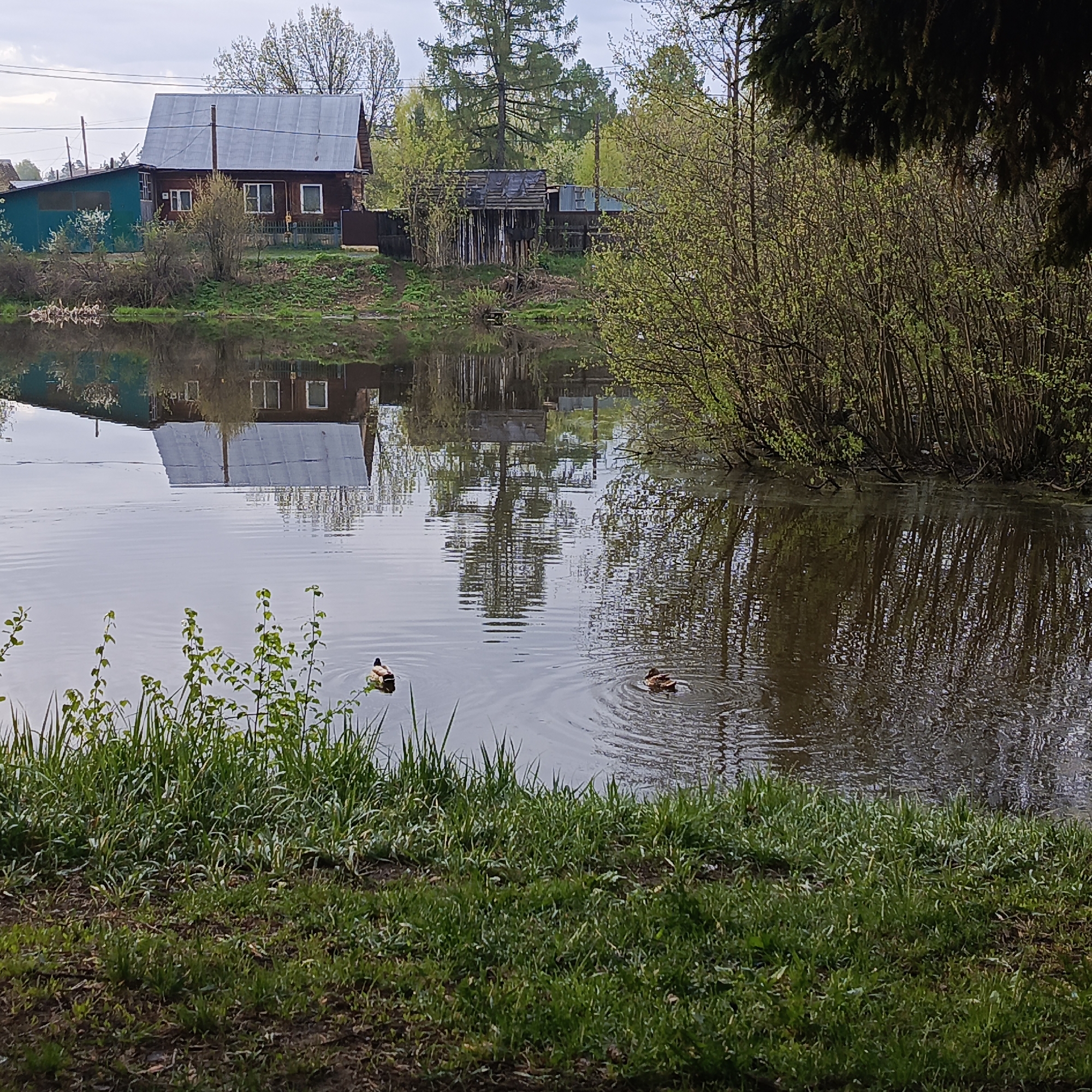 This image captures a tranquil scene of a small body of water, likely a pond or a small lake, possibly in the vicinity of Chaikovsky, Russia. A residential building with a gray roof and brown walls, potentially a dacha or a rural home, stands on the far bank. The building's reflection is visible in the water. Along the water's edge, there is lush green grass, and some taller plants and bushes can be seen. The water itself is dark and has a slightly murky appearance. Two ducks are swimming in the pond, and ripples in the water around them suggest their movement. The overall atmosphere is calm and natural, evoking a sense of serenity in a rural setting. The image is framed in a way that emphasizes the water and the reflection, with the land and buildings playing a secondary role.