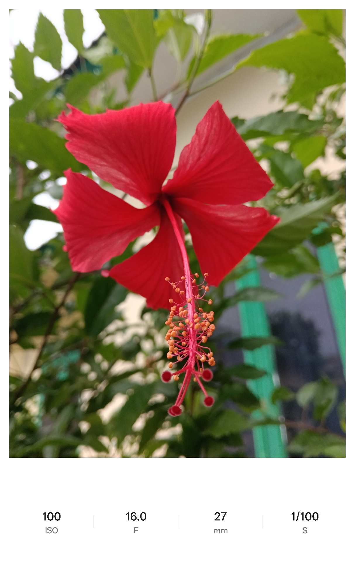 A close-up shot shows a red hibiscus flower in focus, surrounded by green leaves that are slightly blurred. The flower's stamen, with its small orange tips, is prominently displayed. The background is a mix of foliage and what appears to be a fence or building, suggesting the flower is growing outdoors. The image is accompanied by metadata at the bottom, indicating the camera settings used: ISO 100, aperture F/16.0, focal length 27mm, and shutter speed 1/100 second. The setting could be a garden or natural area in Lhokseumawe, Indonesia, given the tropical nature of hibiscus flowers.