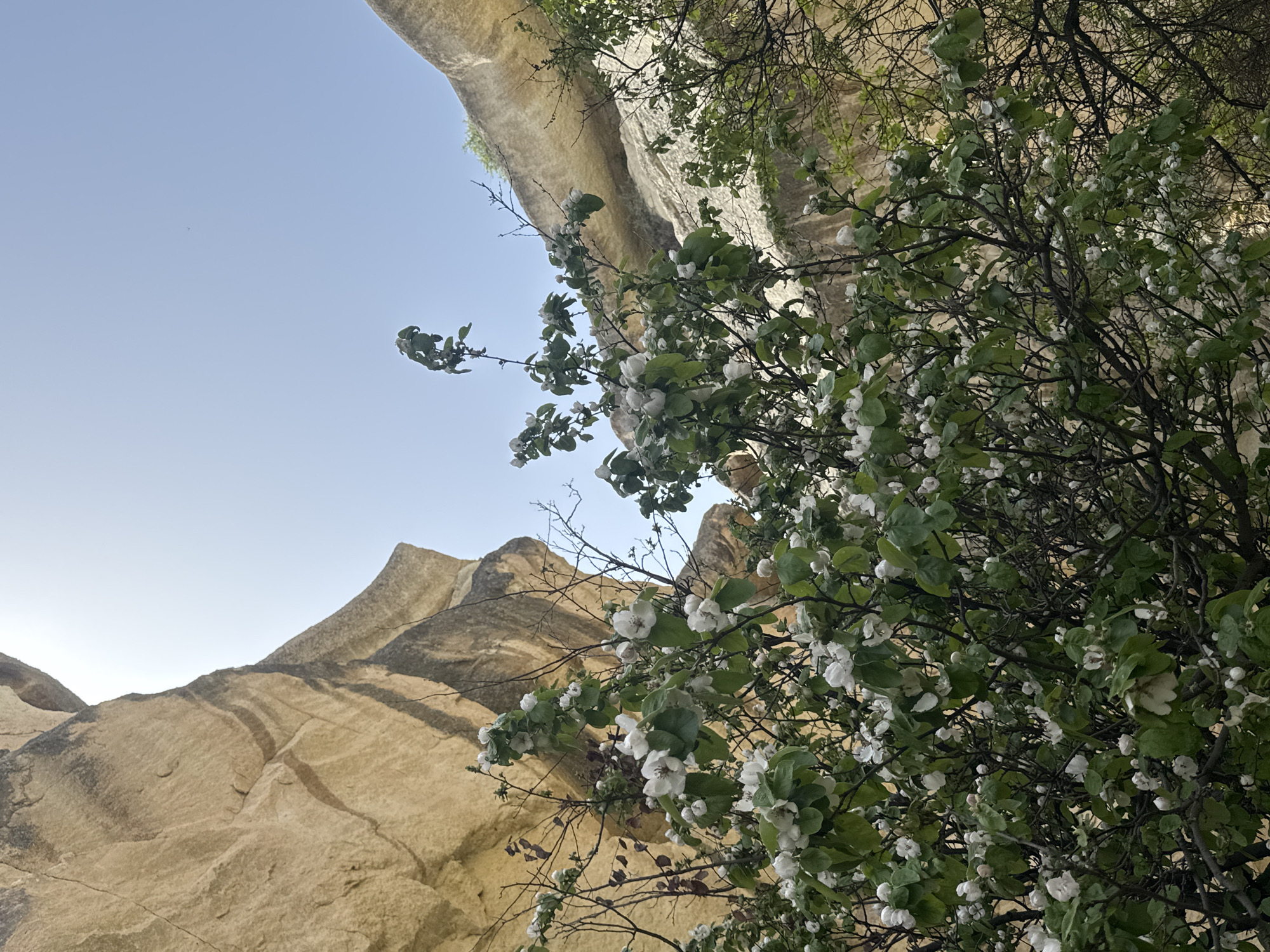 The photograph captures a view looking upwards towards rock formations in Avanos, Turkey. A beige, layered rock face occupies the lower left of the frame, meeting a clear blue sky at the upper left. A cliff overhangs the top of the frame. A flowering tree with white blossoms and green leaves dominates the right side of the image, partially obscuring the rock formations. Thin, bare branches interweave with the foliage, creating a textured foreground. The overall composition suggests the viewer is positioned at the base of the rock formations, looking up through the branches of a tree.