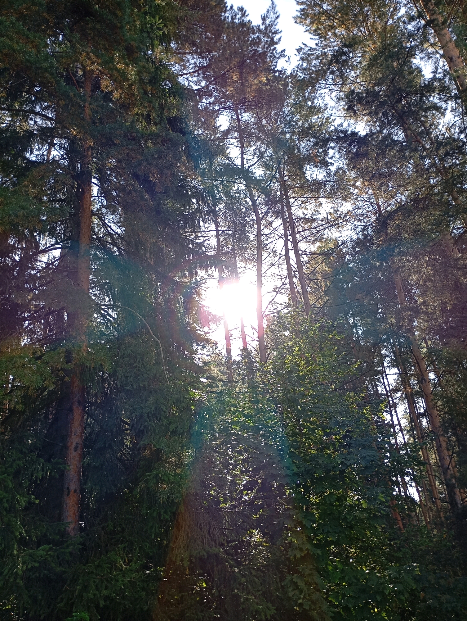 The image shows a forest interior looking up through tall trees. The sun is visible as a bright light source shining through the branches, creating lens flare and dappled light effects on the foliage. The trees appear to be coniferous and deciduous, with dense green leaves and needles. The scene is natural and appears to be a recreational area or wilderness. The location is specified as Chaikovsky, Russia, which is known for its surrounding forests and proximity to the Kama River, suggesting this could be a scene from a local park or nature reserve within the city's municipal area. There are no people or man-made objects readily identifiable in the image. The focus is on the interplay of light and shadow within the dense forest canopy.