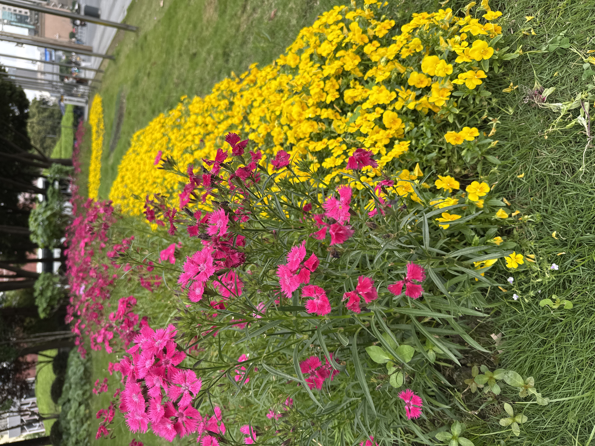 The image captures a vibrant flowerbed in the Qingyang District of Chengdu, China. The flowerbed is densely planted with two distinct rows of flowers. The foreground features bright pink Dianthus flowers, while the background is filled with yellow Viola flowers. The flowers are planted in a neat, linear fashion, creating a clear separation between the two colors. The flowerbed is surrounded by green grass. In the background, blurred urban elements like a building and street are visible.