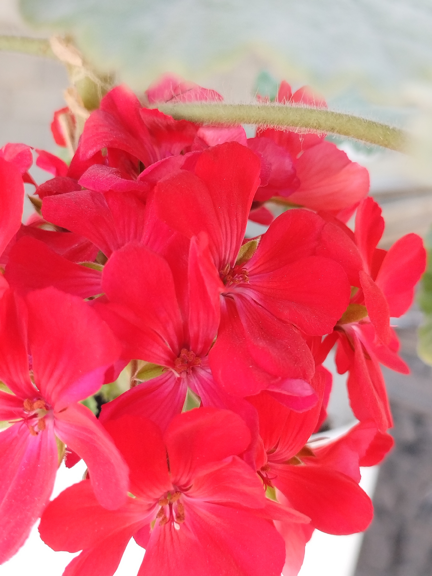 This is a close-up, eye-level, vertical, outdoor photograph of a cluster of bright red geranium flowers. The flowers are in focus, with their petals appearing soft and slightly velvety. The background is softly blurred, with hints of green foliage and a pale, dusty surface that could be a wall or pavement. A fuzzy, light green stem runs horizontally across the upper portion of the image, also slightly out of focus. The lighting suggests a bright, possibly sunny day, with the light catching the delicate textures of the petals. The image does not depict any people or animals, and there are no specific clues to pinpoint its location within Kyzyl-Kyya, Kyrgyzstan, other than it appears to be an outdoor setting, likely a garden or balcony.