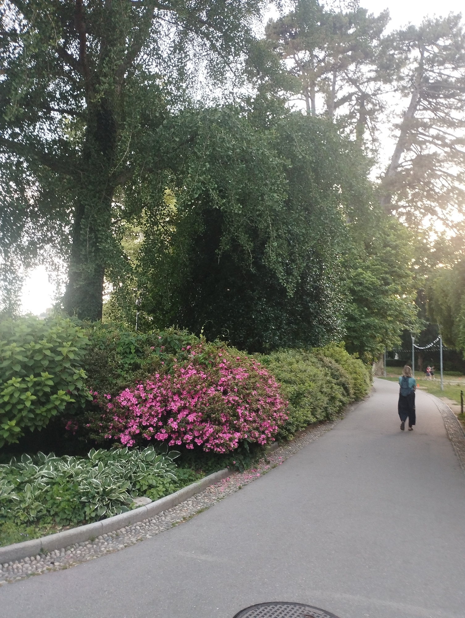 The image depicts a paved pathway in a park setting, likely in Lugano, Switzerland, given the context. Tall trees with lush green foliage dominate the background, with some sunlight filtering through the branches. A woman, viewed from behind, is walking away from the camera on the path. She is wearing dark pants and a teal-colored top, with a backpack slung over one shoulder.
In the foreground, a vibrant bush with numerous small pink flowers lines the left side of the path, creating a stark contrast with the surrounding greenery. Adjacent to the pink flowers is a bed of hosta plants with variegated green and white leaves. The pathway is bordered by a low concrete edge and small, smooth stones. Further down the path, other park-goers can be faintly seen near some poles and fencing, suggesting a public recreational area. The overall atmosphere is serene and natural, indicative of a pleasant day in a well-maintained park.