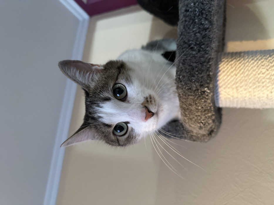 A domestic shorthair cat with white fur on its face, chest, and undersides, and brown/grey tabby markings on its head, ears, and back, is depicted from a low angle, looking directly forward. The cat has large, greenish-yellow eyes, a pink nose, and prominent white whiskers. A small brown marking is visible below its right eye. The cat is situated on a grey, textured, carpeted platform, consistent with a cat tree or scratching post. A white, sisal-wrapped support post for this platform is visible in the lower right. The background features a light beige wall and a white crown molding along the top edge of the room. A darker, possibly purple or deep red, wall or furniture item is visible in the upper right. An indistinct dark object is partially visible on the grey platform to the cat's right. The image contains no visual identifiers to determine its specific location within Krasnoyarsk, Russia.