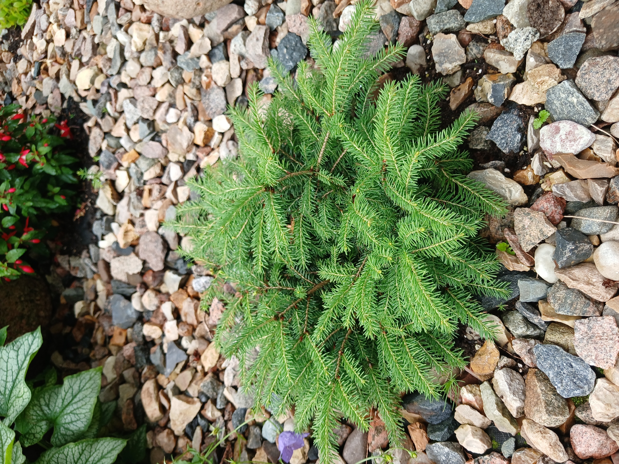This is a high-angle, eye-level medium shot of a small, dense evergreen shrub with bright green needles, likely a dwarf variety of spruce or fir. The shrub is situated in a garden bed mulched with a variety of small, angular stones in shades of gray, brown, tan, and pink. The stones are varied in size and texture, with some appearing smooth and others rough.
To the left of the shrub, a few broad, silvery-green leaves are visible, belonging to a different plant. Further to the left, out of focus, are some red flowers and green foliage, suggesting other plants in the garden. A single, small purple flower with delicate petals is visible at the base of the evergreen shrub, peeking out from among the stones.
The scene appears to be outdoors, in what looks like a well-maintained garden. The lighting is natural and even, suggesting it might be daytime with overcast skies or dappled sunlight, as there are no harsh shadows. The ground is covered in gravel and some dark soil, indicating a dry or recently watered environment.
The image is static, with no discernible activity or event taking place beyond the visual representation of the plants and their surroundings. There is no visible text in the image. The overall impression is one of a peaceful, natural setting, likely a garden in a temperate climate. The location context of Aksin'ino, Russia, places this garden in a specific geographical area, but this is not visually evident from the image itself.