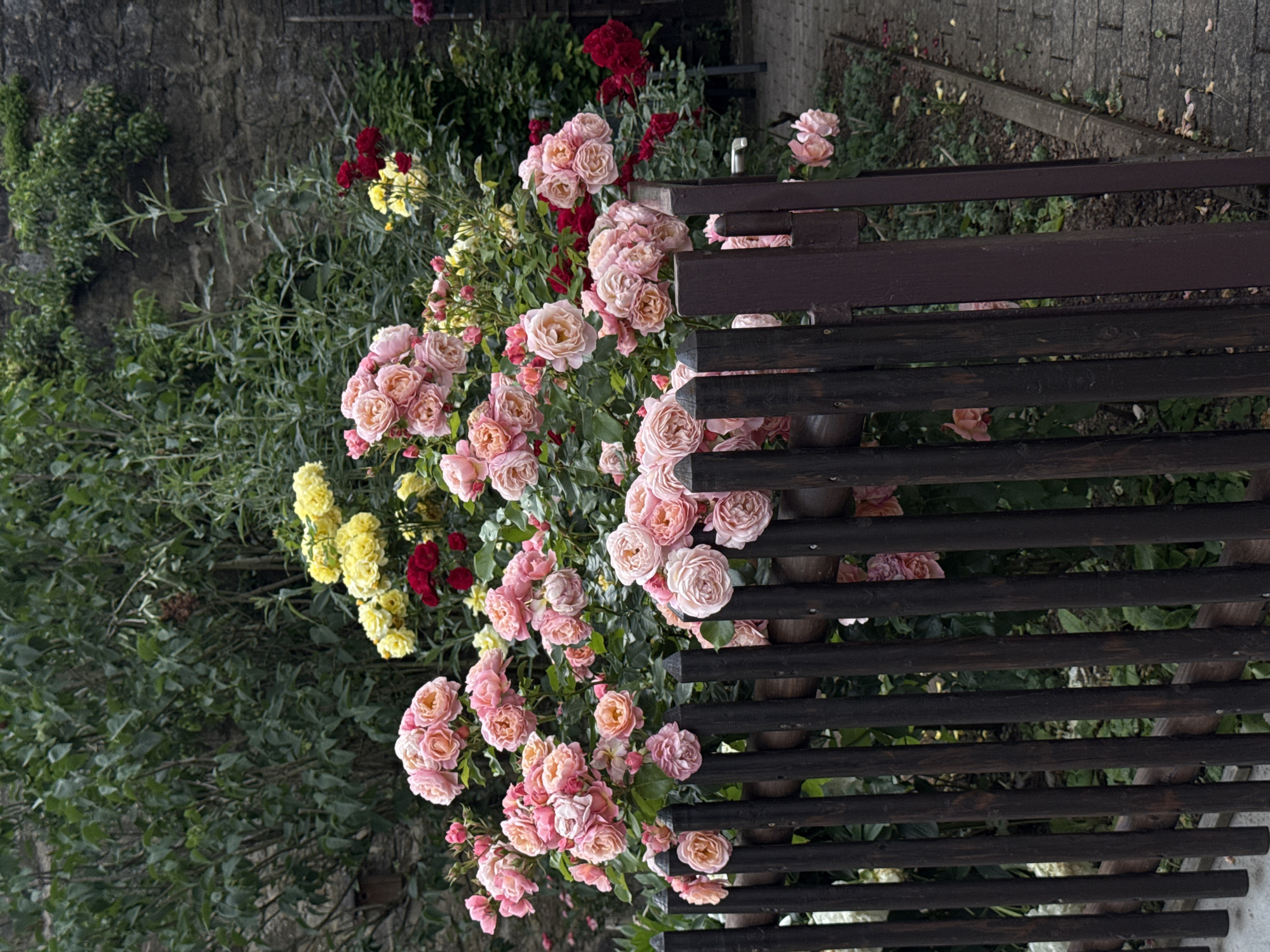 A close-up, eye-level shot focuses on a cluster of pink and peachy roses blooming behind a dark brown wooden fence. The roses are abundant and lush, with many tightly packed blooms in various stages of opening. Some of the roses are a soft pink, while others have a more peachy or apricot hue. Behind the pink roses, hints of yellow and red roses are visible, adding to the floral display. The fence is made of vertical wooden posts with horizontal wooden rails. To the right of the fence, a paved walkway with grey stones is visible, bordered by a concrete edge. In the background, a stone wall covered in greenery looms, suggesting an outdoor setting, likely a garden. The lighting is overcast, creating a soft, diffused light. No people are present in the image.