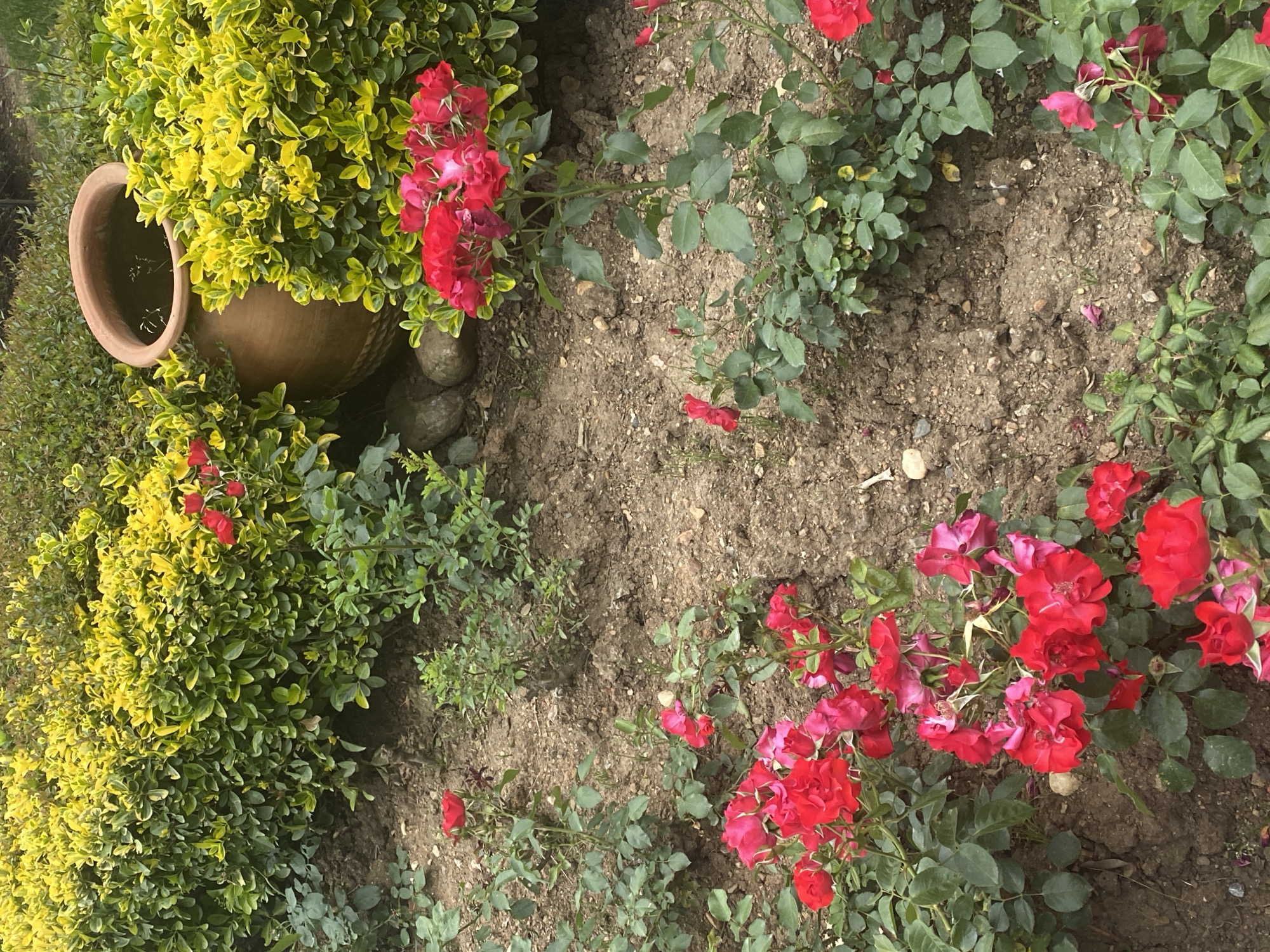 The image shows a garden scene in Çekmeköy, Turkey. The ground is composed of dry soil, with patches of red flowers and green foliage growing intermittently. A large terracotta pot is positioned on the left side of the frame, partially obscured by dense yellow and green shrubbery. The pot appears to contain water. Three dark stones are arranged near the base of the flowers.