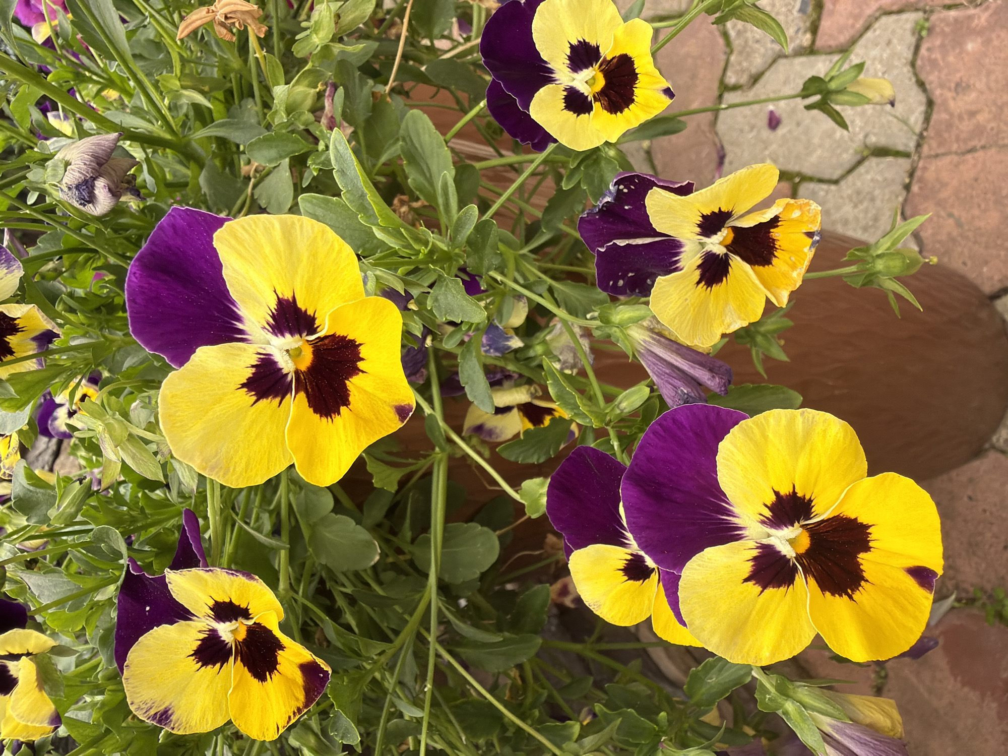 A close-up, eye-level shot showcases several yellow and purple pansies blooming in a brown planter pot. The flowers are vibrant, with distinct dark centers. Lush green leaves fill the background, interspersed with wilting purple and brown blossoms. A hint of a red brick pathway is visible beneath the planter, suggesting an outdoor urban setting. The scene is devoid of people and activity, presenting a tranquil botanical display. The location of Sukhaya, Russia is not discernible from the provided image.