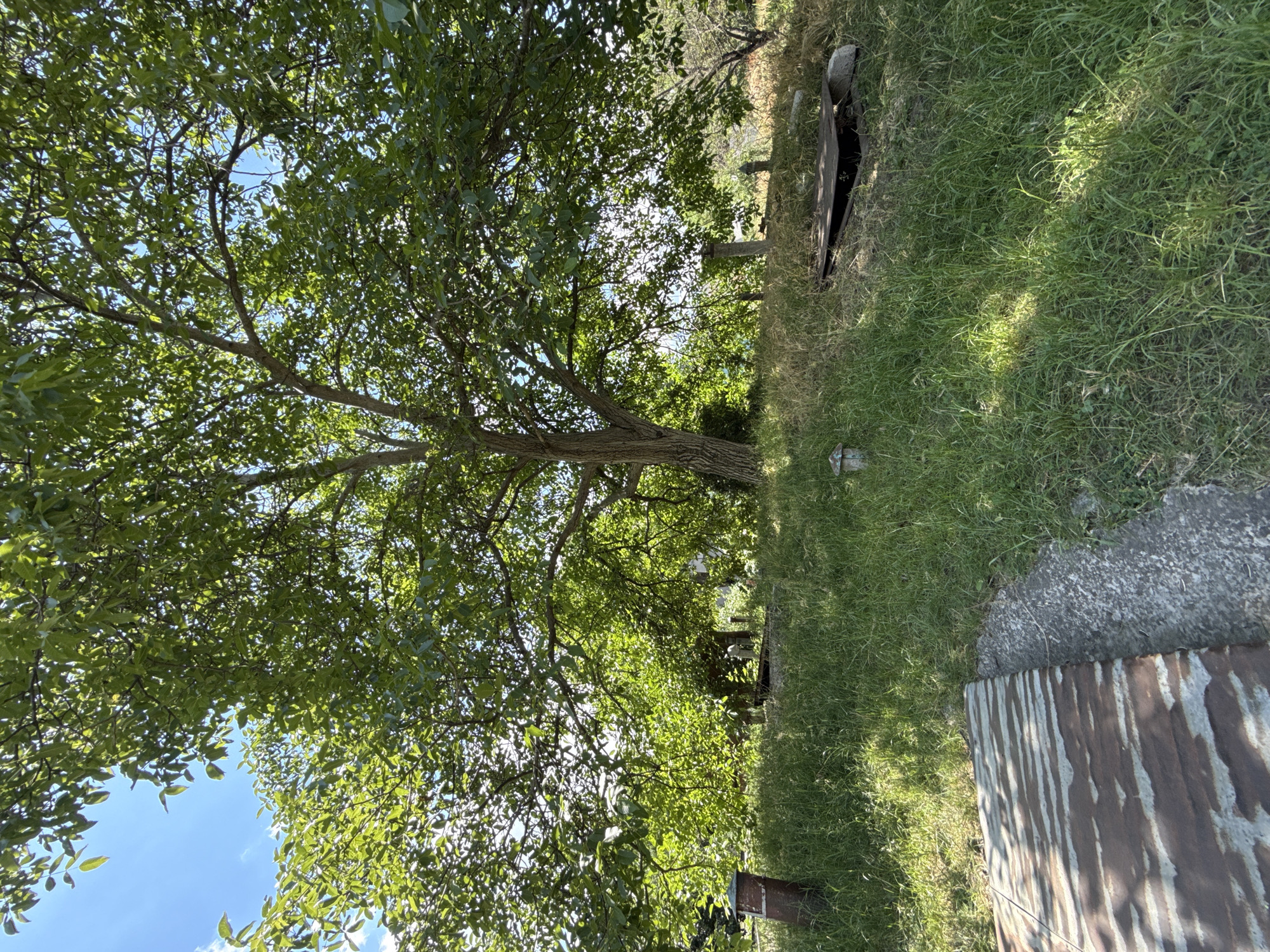 An outdoor, low-angle, eye-level shot captures a scene dominated by a large, leafy tree under a bright blue sky with scattered clouds. The tree's trunk is thick and textured, with branches spreading wide, creating a canopy of vibrant green leaves that allow sunlight to filter through. The ground beneath the tree is covered in tall, green grass, with patches of sunlight and shadow dappled across it. In the foreground, a section of corrugated metal lies on its side, next to a concrete curb. To the right, a dark, rectangular object with a metal cover is partially visible, resting in the grass. In the background, there are hints of other vegetation and possibly some structures, but they are obscured by the tree and the overall foliage. The scene suggests a natural, possibly rural or overgrown urban setting.