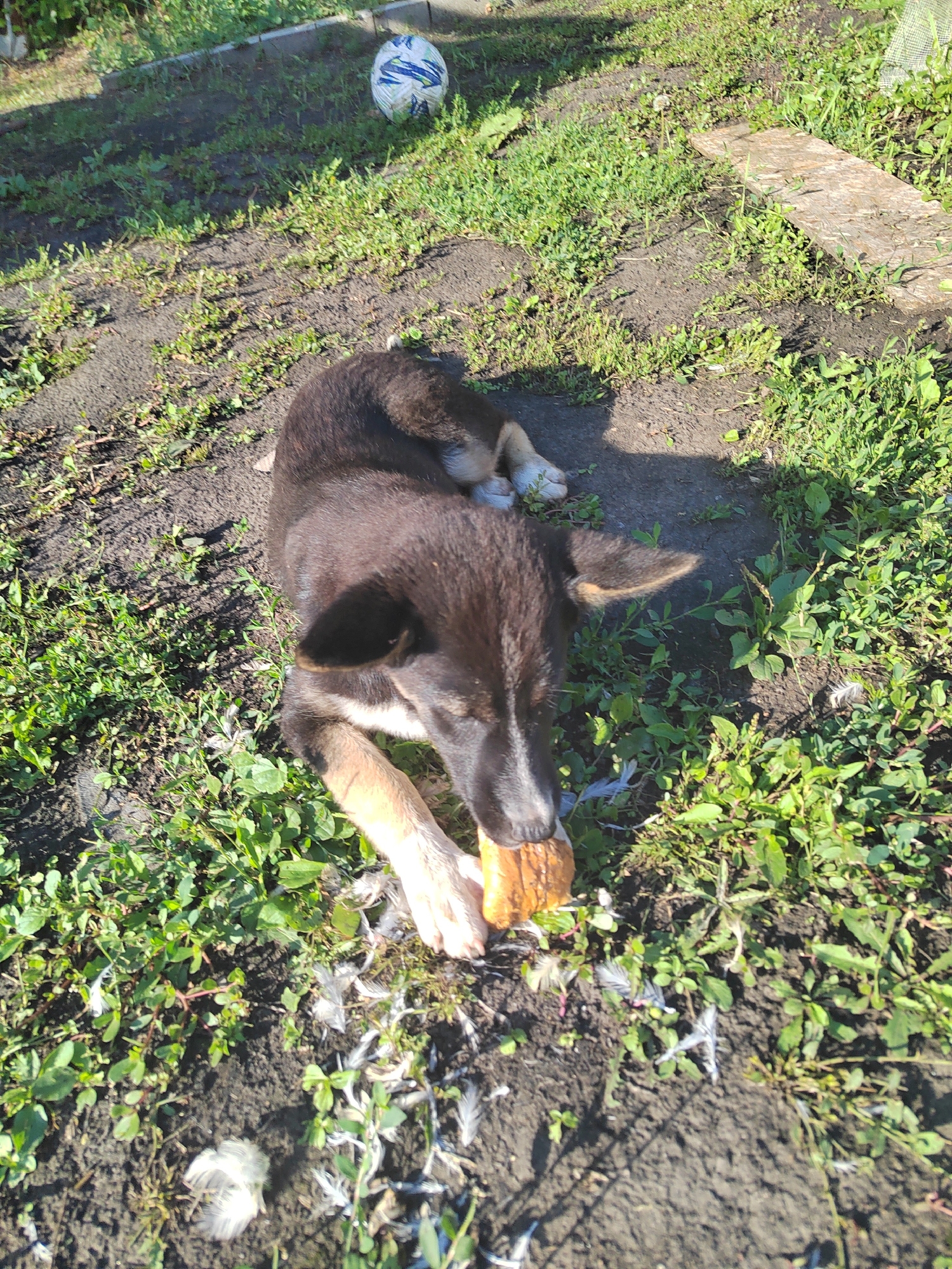 A young dog with dark fur and tan legs is lying on its stomach in a grassy area with dirt patches. The dog is chewing on a light brown, irregular-shaped object, possibly a bone or toy. There are several white feathers scattered on the ground around the dog. In the background, to the left and slightly out of focus, is a white soccer ball with blue and green markings. The environment appears to be an outdoor, semi-natural setting, possibly a yard or park, with sunlight casting shadows on the ground. The city of Кондоль, Russia is mentioned, implying the location of this scene.