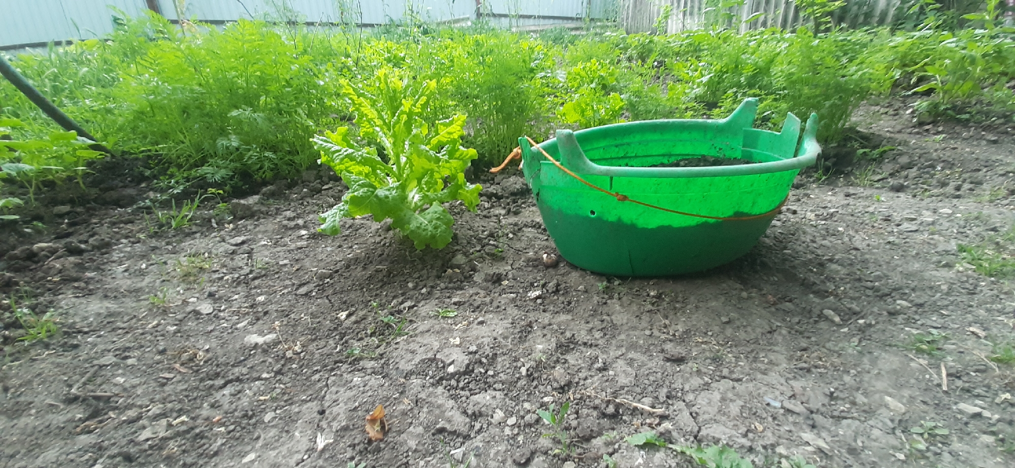 A wide shot captures a garden scene in Yessentukskaya, Russia. In the foreground, a green plastic bucket is filled with dark soil, its rope handle visible. To the left of the bucket, a leafy green plant grows from the soil. The background is dominated by lush green vegetation, with a light-colored fence or structure visible at the far left. The ground is dry and appears to be a mix of soil and small stones. The overall impression is one of a rural or suburban garden setting during daylight.