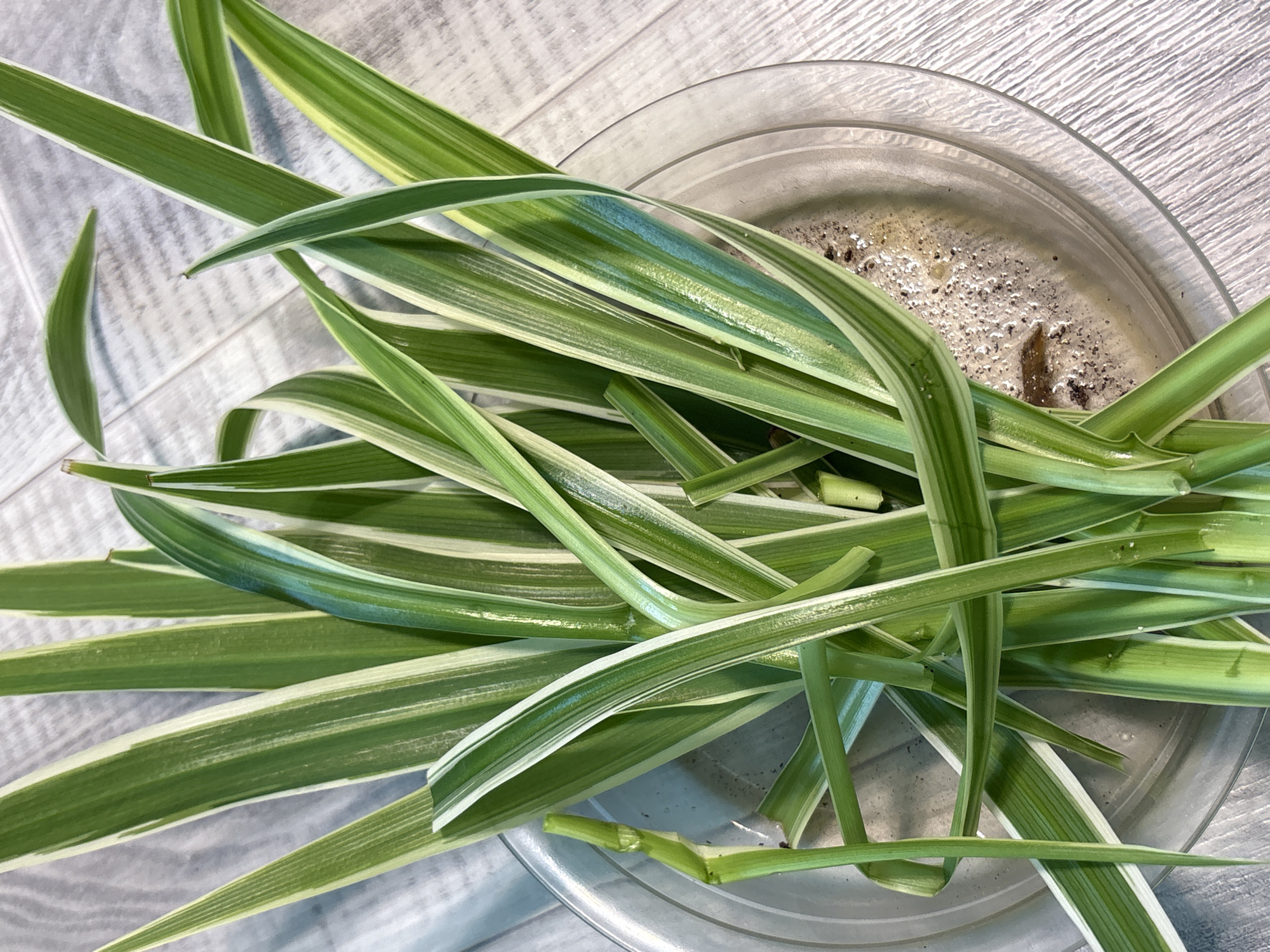 This media file shows a close-up overhead view of several cuttings of spider plants with variegated leaves. The cuttings are placed in a clear, shallow glass dish, which rests on a textured surface that resembles light gray wood grain. The leaves are long and slender, with prominent green stripes and white margins. Some of the leaves are slightly curved, and a few appear to be wet, with small water droplets visible. The dish contains a small amount of murky water with some sediment and debris, suggesting the cuttings are being propagated or are in a temporary holding state. The lighting appears to be bright and natural, casting subtle shadows. No people, text, or specific time of day or weather cues are discernible. The scene is static and focuses solely on the plant cuttings and their immediate container. The implied activity is plant propagation or preparation for planting.