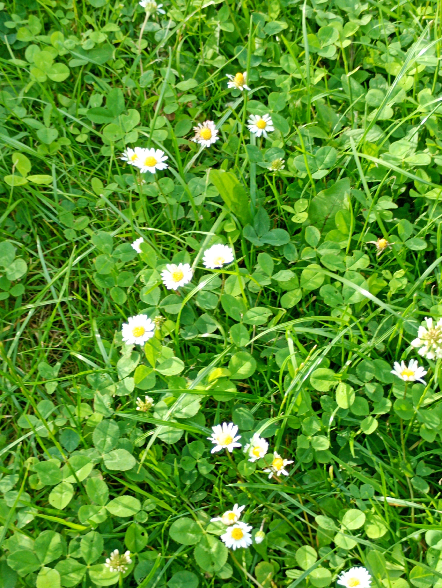 This is an overhead, medium-shot, eye-level photograph of a patch of grass with clover and daisies in Międzyrzecz, Poland. The scene is filled with vibrant green foliage from the grass and clover, interspersed with numerous small white daisies with yellow centers. Some of the daisies are in full bloom, while others are buds. There are no people or animals present in the image, nor any man-made objects. The lighting suggests it is daytime, likely sunny, with the light casting subtle shadows and highlighting the texture of the leaves and petals. The overall impression is one of a natural, outdoor setting, possibly a park, garden, or a less manicured grassy area.