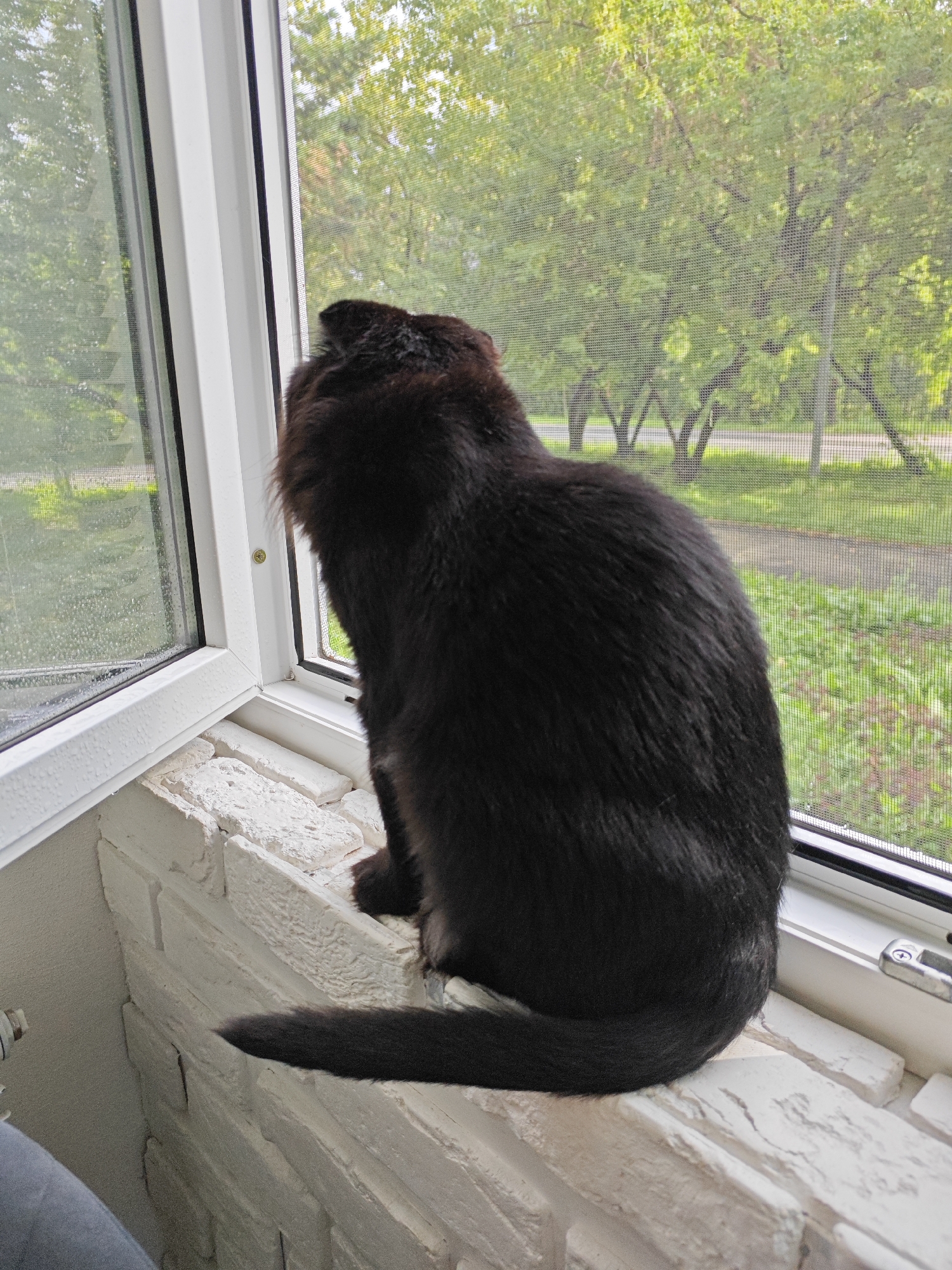 A black cat with long fur is sitting on a white brick windowsill, looking out a window. The window has a screen. Outside the window, there are green trees and a path. The window is slightly open. The scene is indoors, likely in a residential setting. The specific location in Borovsky, Russia is not discernible from the image.