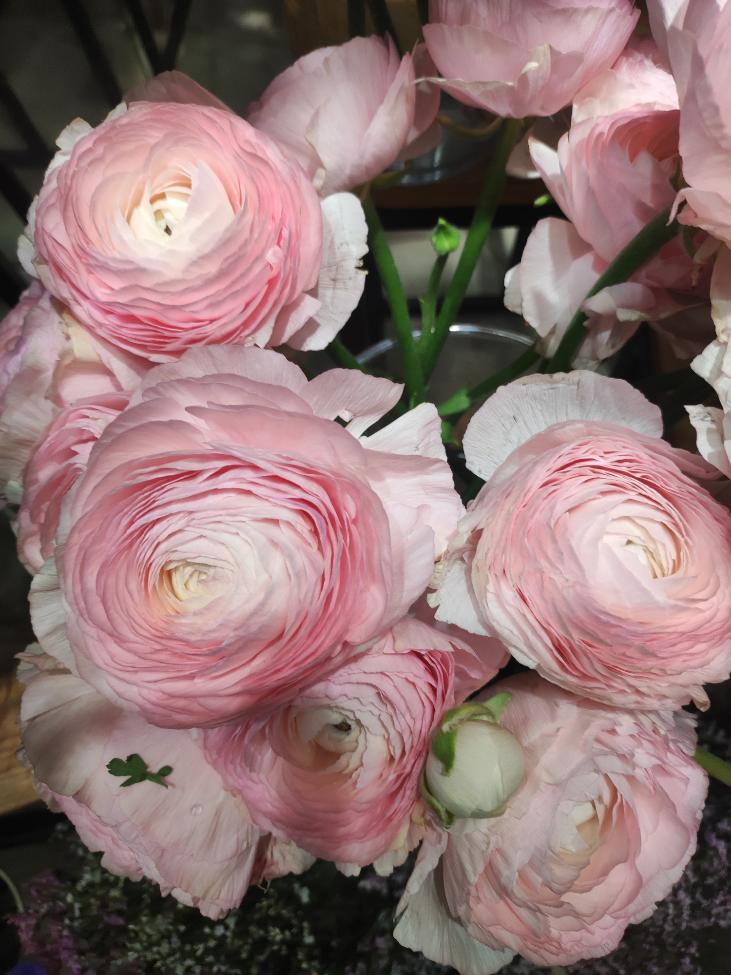 The image shows a close-up of a bouquet of light pink ranunculus flowers. The flowers are tightly packed together, with several fully open blooms displaying their layered petals. One bud is visible in the lower right. The petals are a pale pink, with some appearing almost white, and the centers have a slightly darker, pink hue. The stems are green and partially visible between the flowers. A small green cloverleaf rests on one of the petals. The background is blurred and dark, suggesting the flowers are in a dimly lit indoor space. There is no information to suggest a specific location in Votkinsk, Russia.