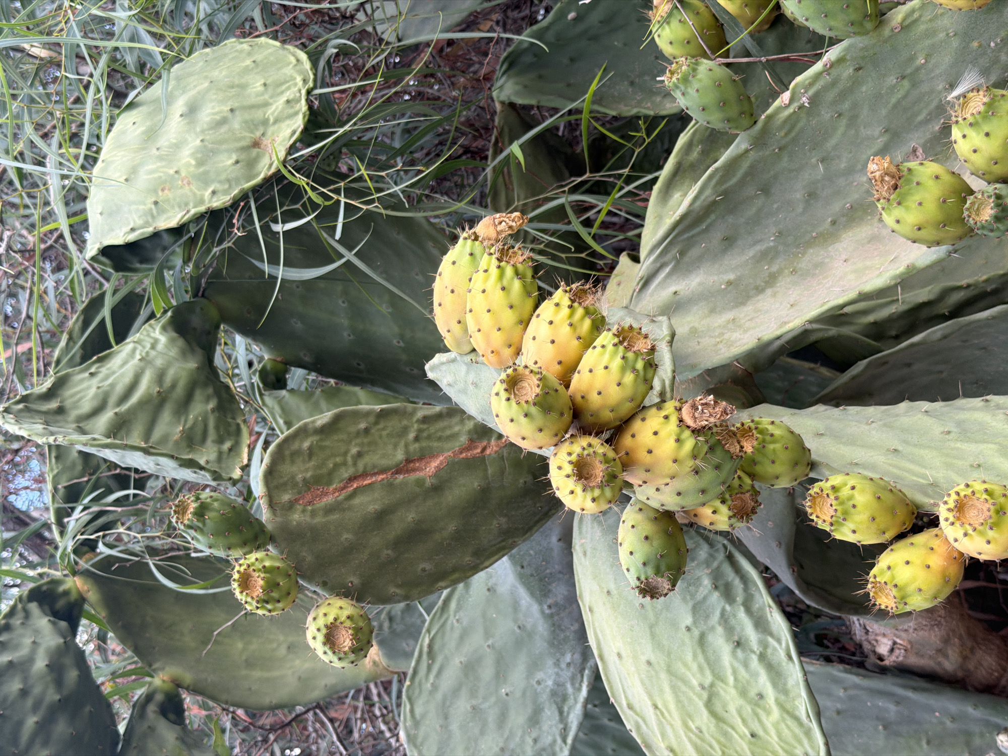A close-up, slightly angled shot captures a prickly pear cactus with numerous ripe and unripe fruits in Kemer, Turkey. The cactus pads are large, flat, and green, with a waxy sheen and small spines. Several clusters of prickly pear fruits are visible, some green and bulbous, others transitioning to yellow and orange, indicating ripeness. The fruits are oval-shaped and covered in clusters of fine spines, with some having remnants of dried flowers at their tips. The background consists of blurred greenery and branches, suggesting a natural outdoor environment. The lighting is overcast, resulting in soft shadows and muted colors. There are no people or animals in the image.