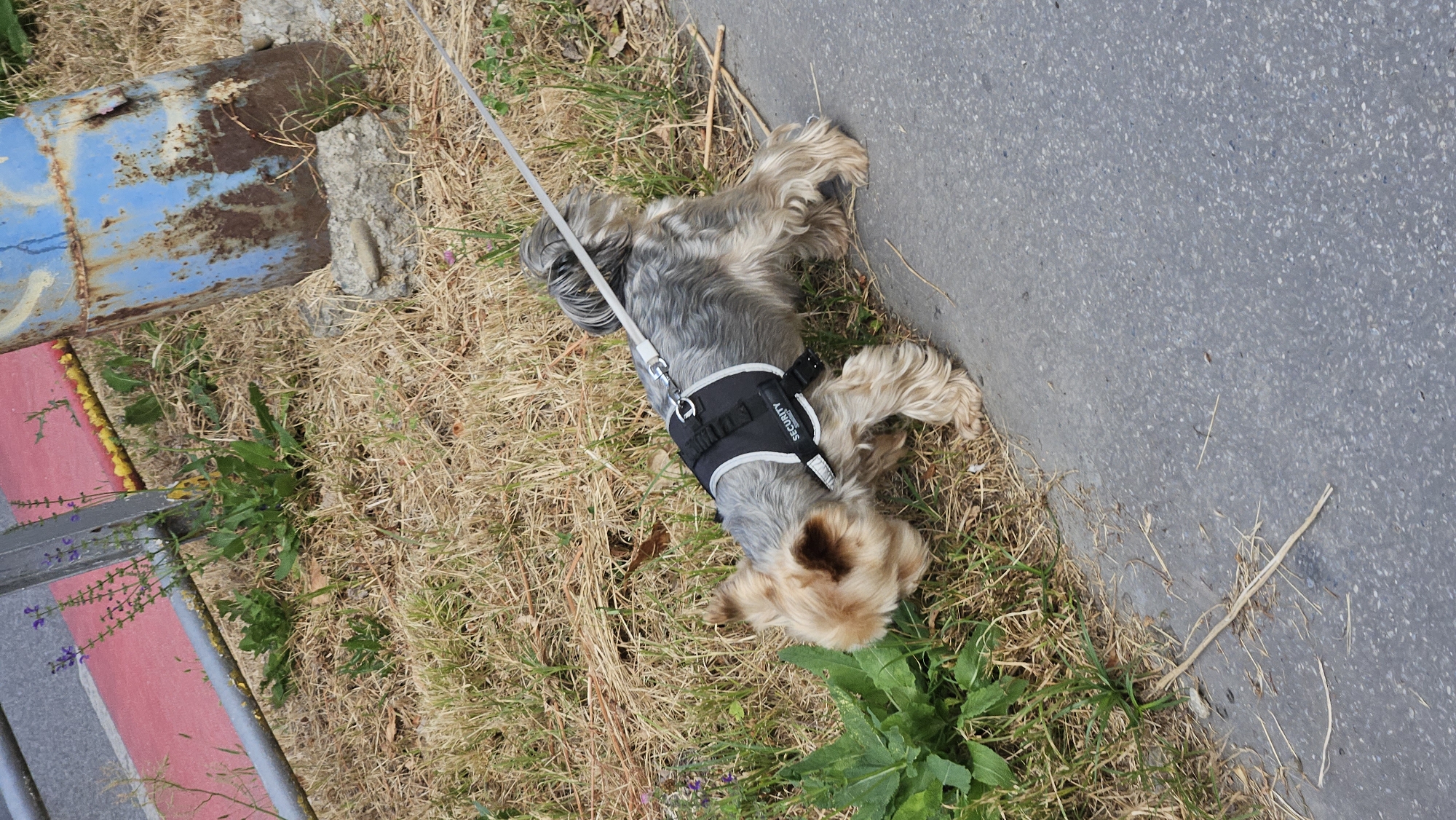 A Yorkshire Terrier dog wearing a black "SECURITY" harness and a thin leash is sniffing the ground amidst dry grass and green plants next to a paved path. A weathered blue and rusty metal pole stands in the background, near a section of a red and yellow barrier and a metal fence. The scene appears to be outdoors in an urban or park-like setting. The location is identified as Prešov, Slovakia.