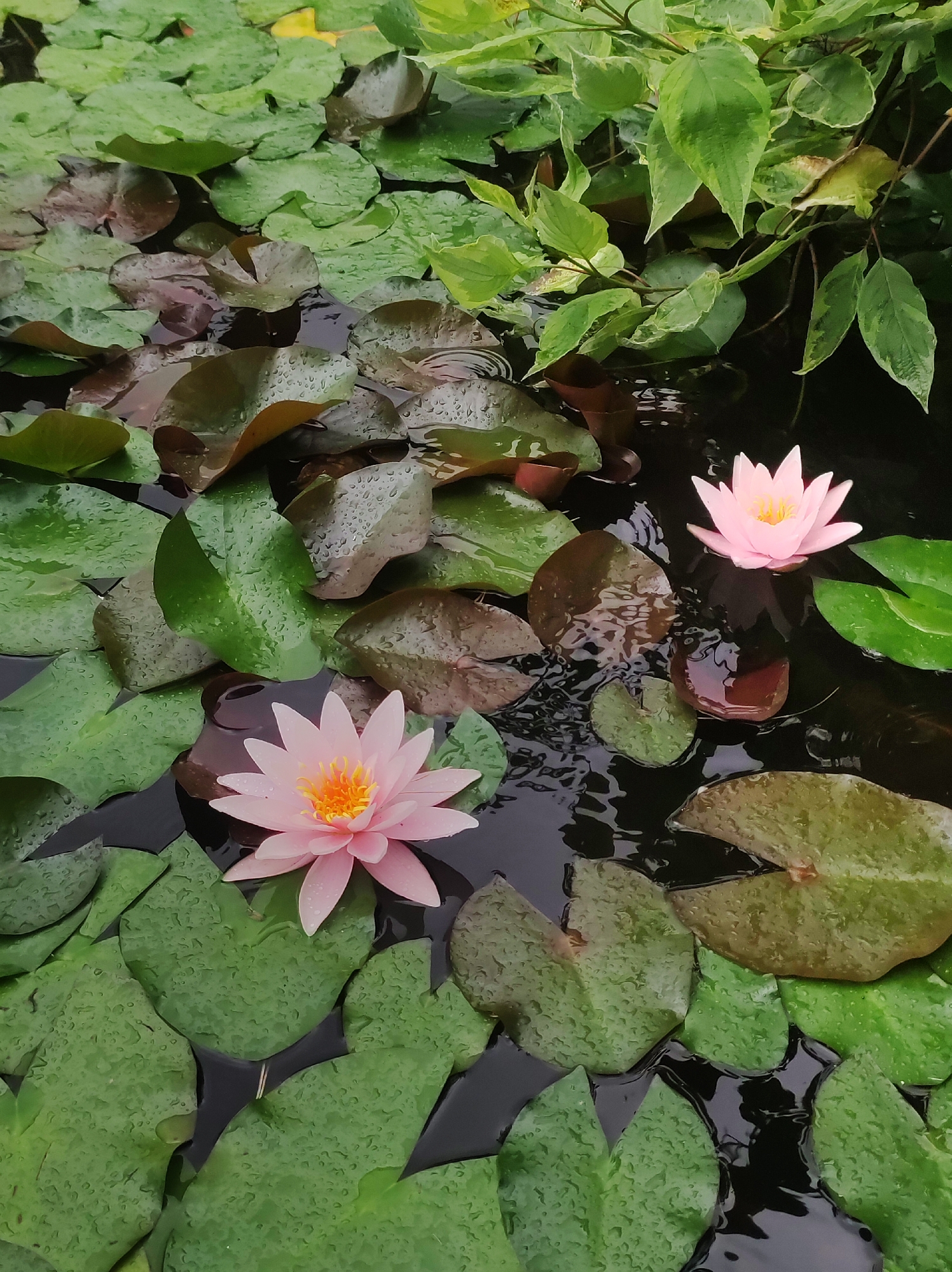 The image shows a pond filled with lily pads and two pink water lilies. One water lily is in the foreground to the left, and the other is in the background to the right. The lily pads are a mix of green and dark reddish-brown, with some appearing wet with water droplets. Lush green foliage with variegated leaves hangs over the pond from the right side of the frame. The water is dark and reflective, showing ripples from the water droplets and the surface of the lily pads. This scene depicts a natural pond environment. The location in the city of Фоки, Russia, is not visually identifiable from the image.