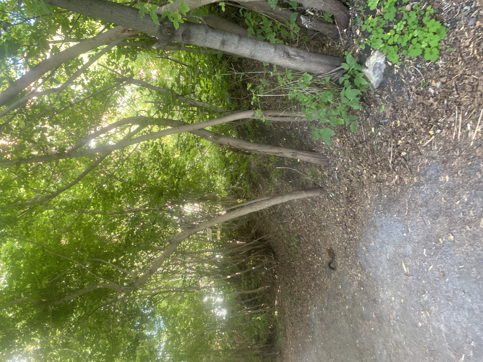 A dirt path winds through a wooded area, bordered by trees with dense green foliage. Sunlight filters through the leaves, creating dappled light on the ground, which is covered in fallen leaves and twigs. In the middle distance, a squirrel is visible on the path, its body hunched and its tail curved. A bird feeder is hanging from a tree branch on the right side of the frame. The environment suggests a park or natural area within a city. This scene does not contain any elements that specifically indicate the location is in Novosibirsk, Russia.