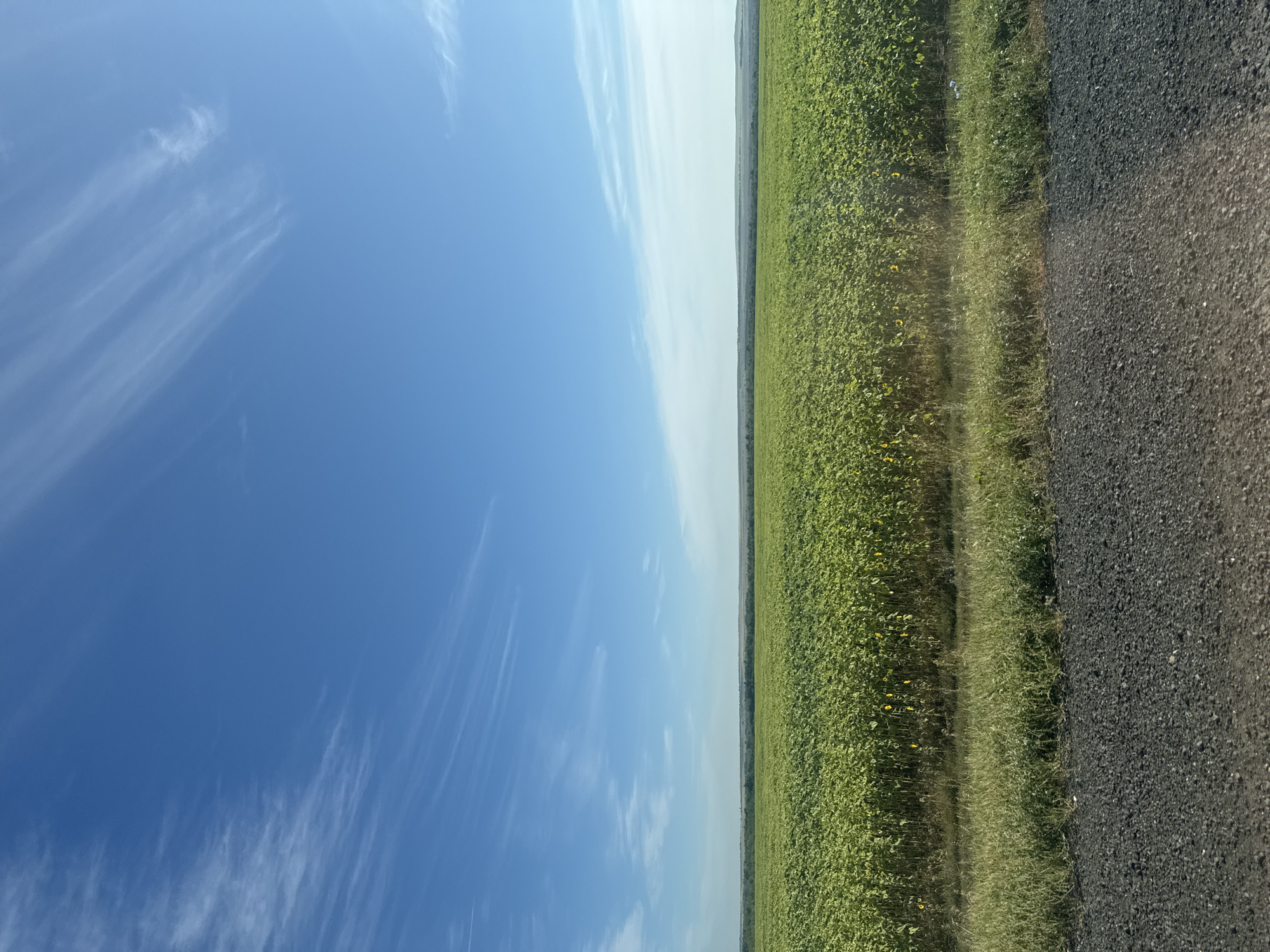 The image depicts a vast sunflower field under a clear blue sky with wispy white clouds. The field stretches to the horizon, meeting a faint line of trees and hills in the distance. In the foreground, a strip of green grass borders a dark gravel path. The perspective suggests the photo was taken from a low vantage point, possibly from a vehicle traveling along the path. There are no people or animals visible in the frame. The scene is entirely natural, showcasing a rural landscape characteristic of the outskirts of Burdygino, Russia.